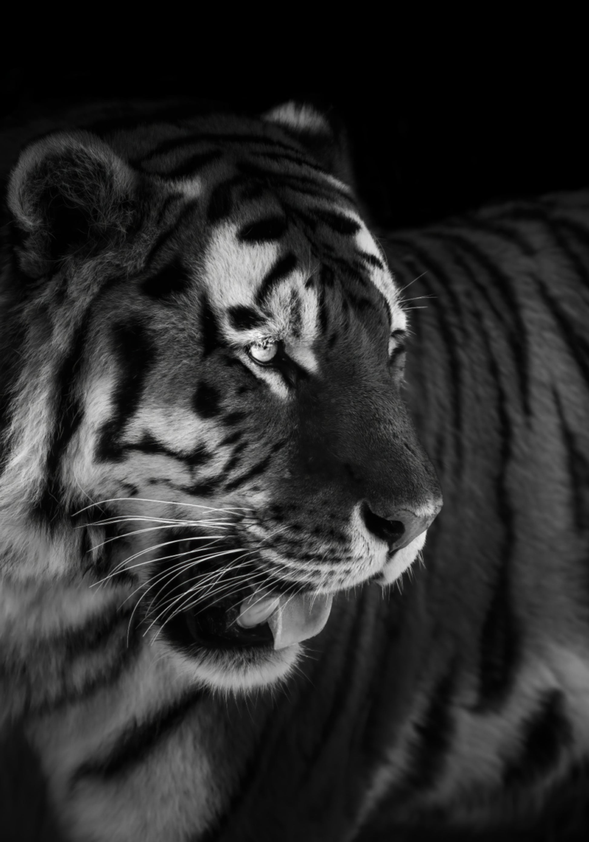 Portrait de tigre féroce