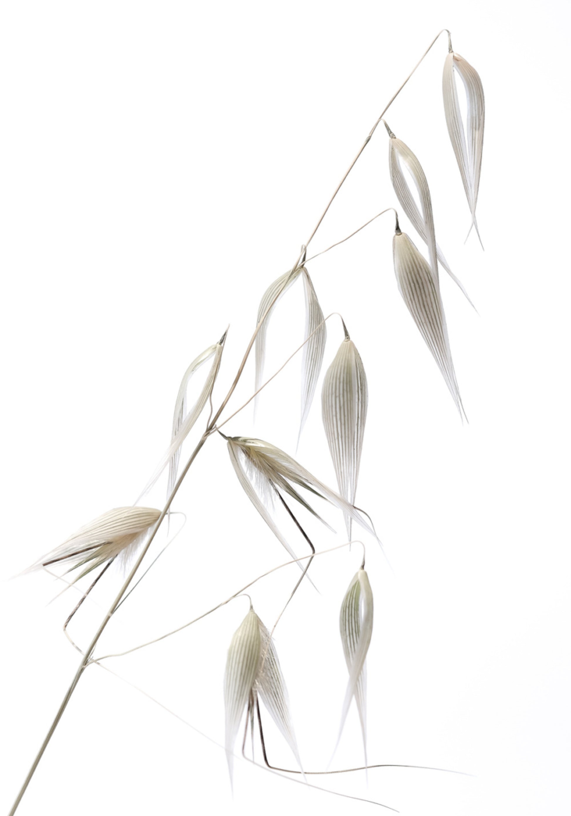 Grains d'avoine délicats