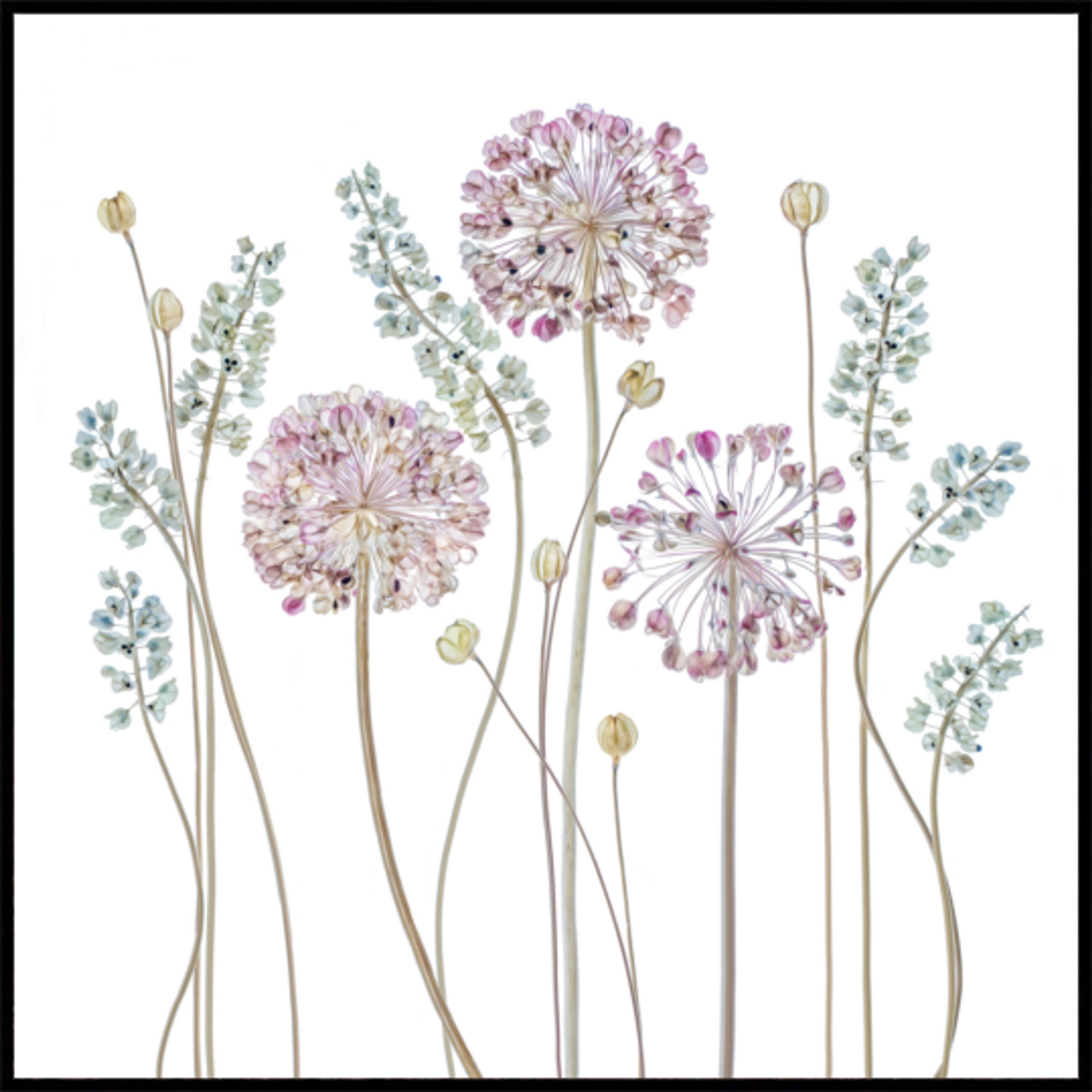 allium
