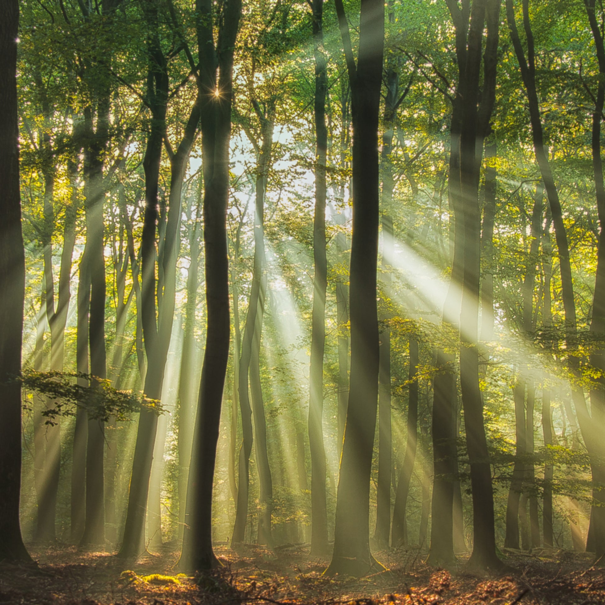 Forêt ensoleillée du matin brumeux