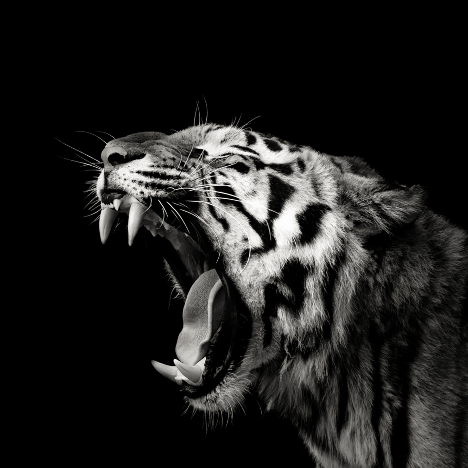 Portrait de tigre rugissant
