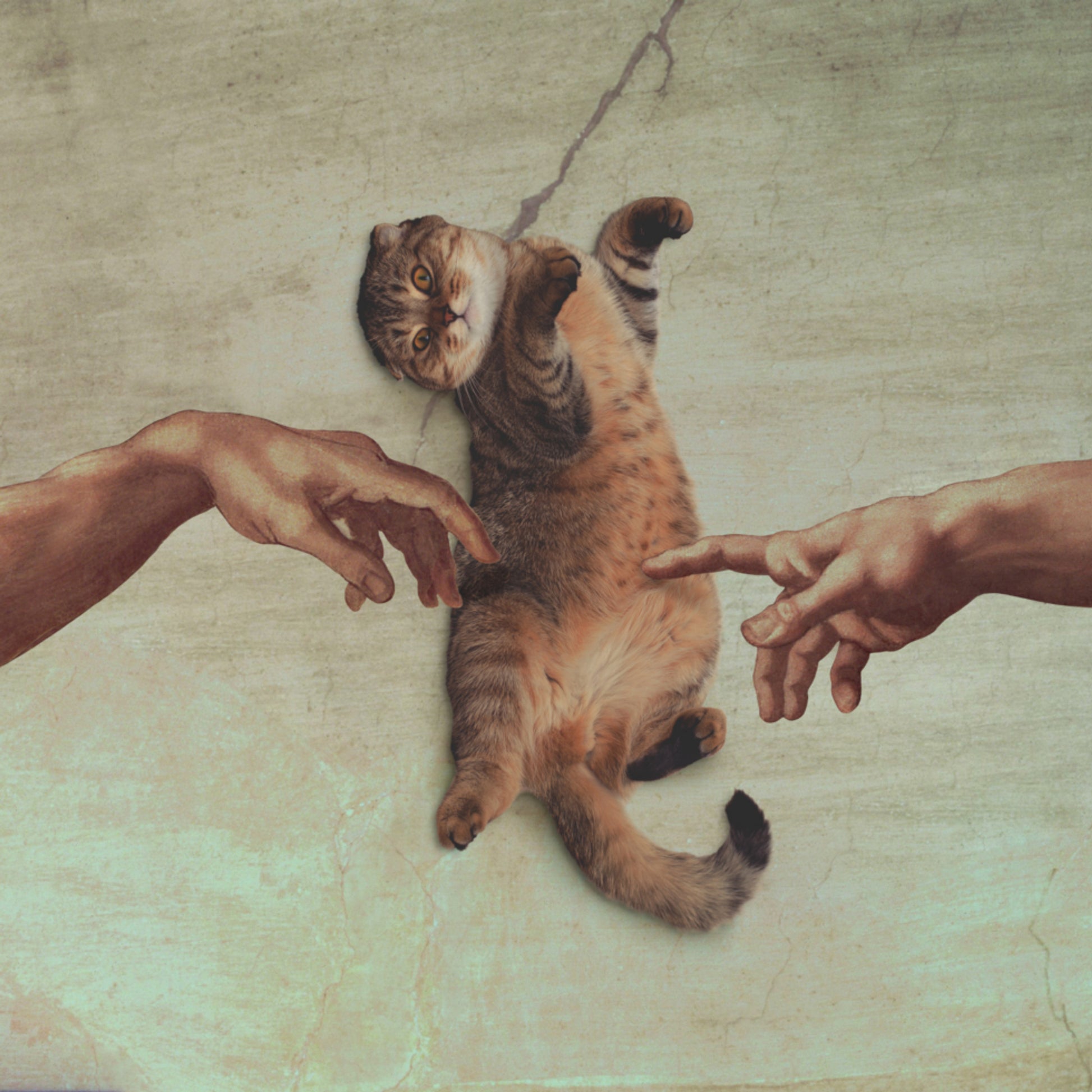 La création du chat