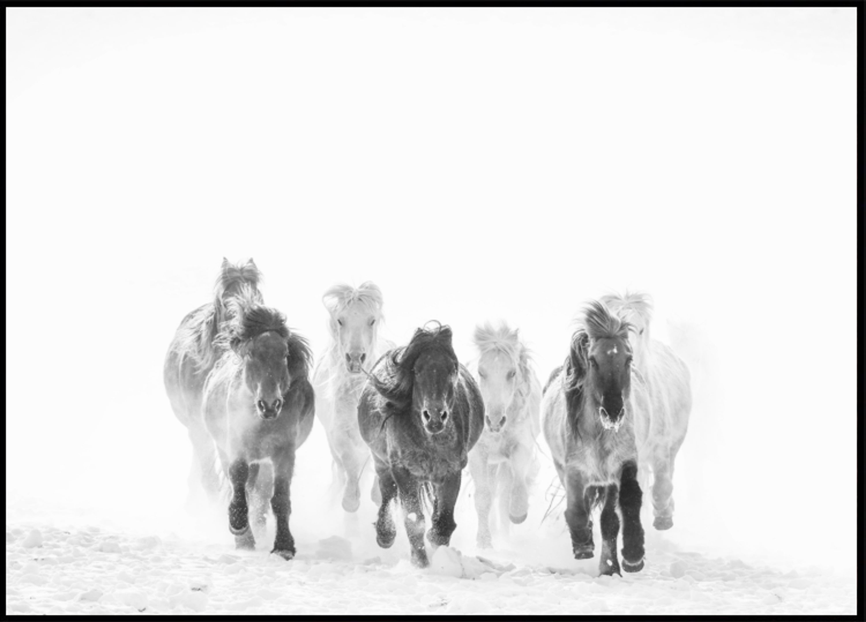 Chevaux majestueux hiver