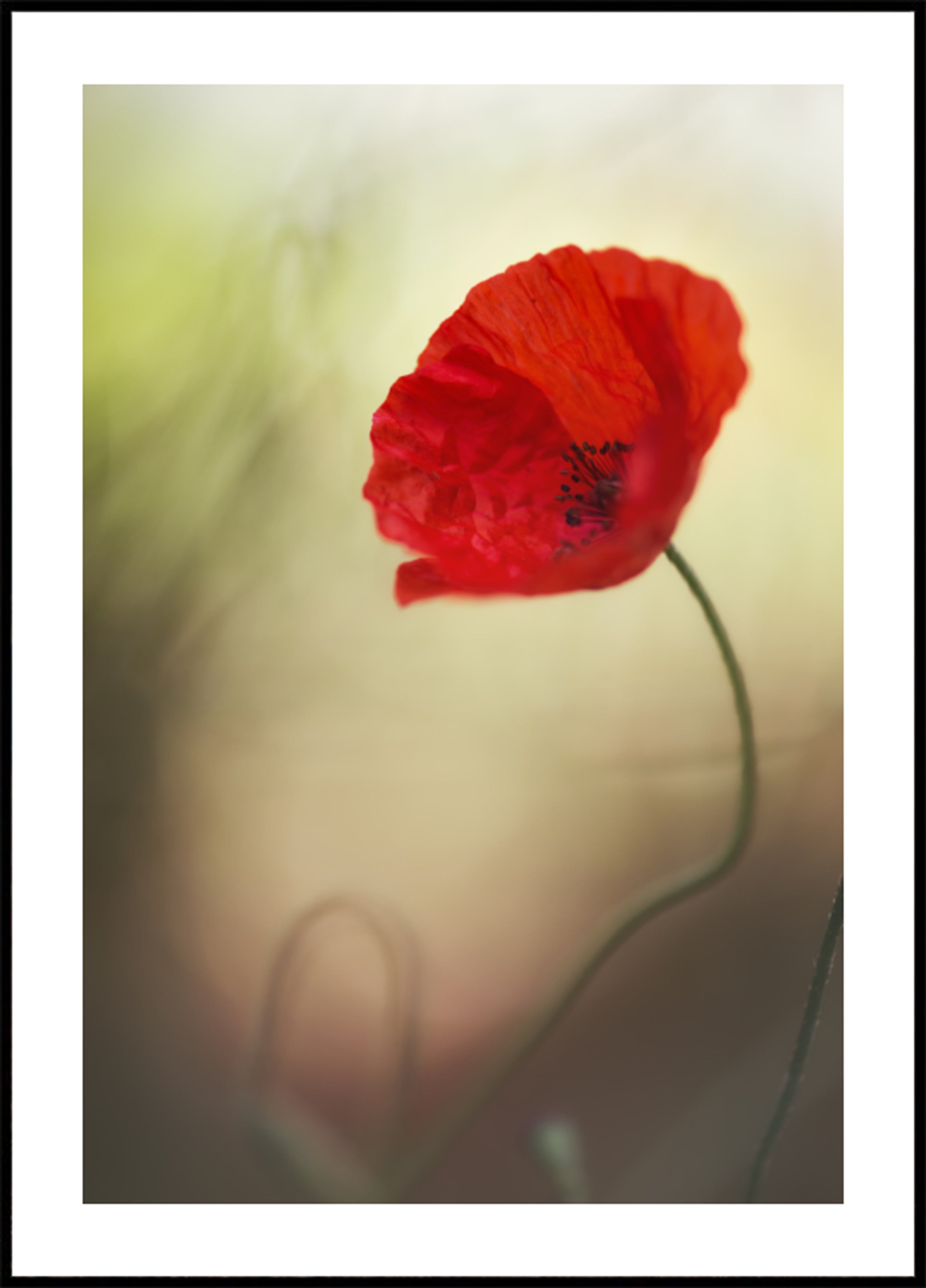 Coquelicot rouge vif