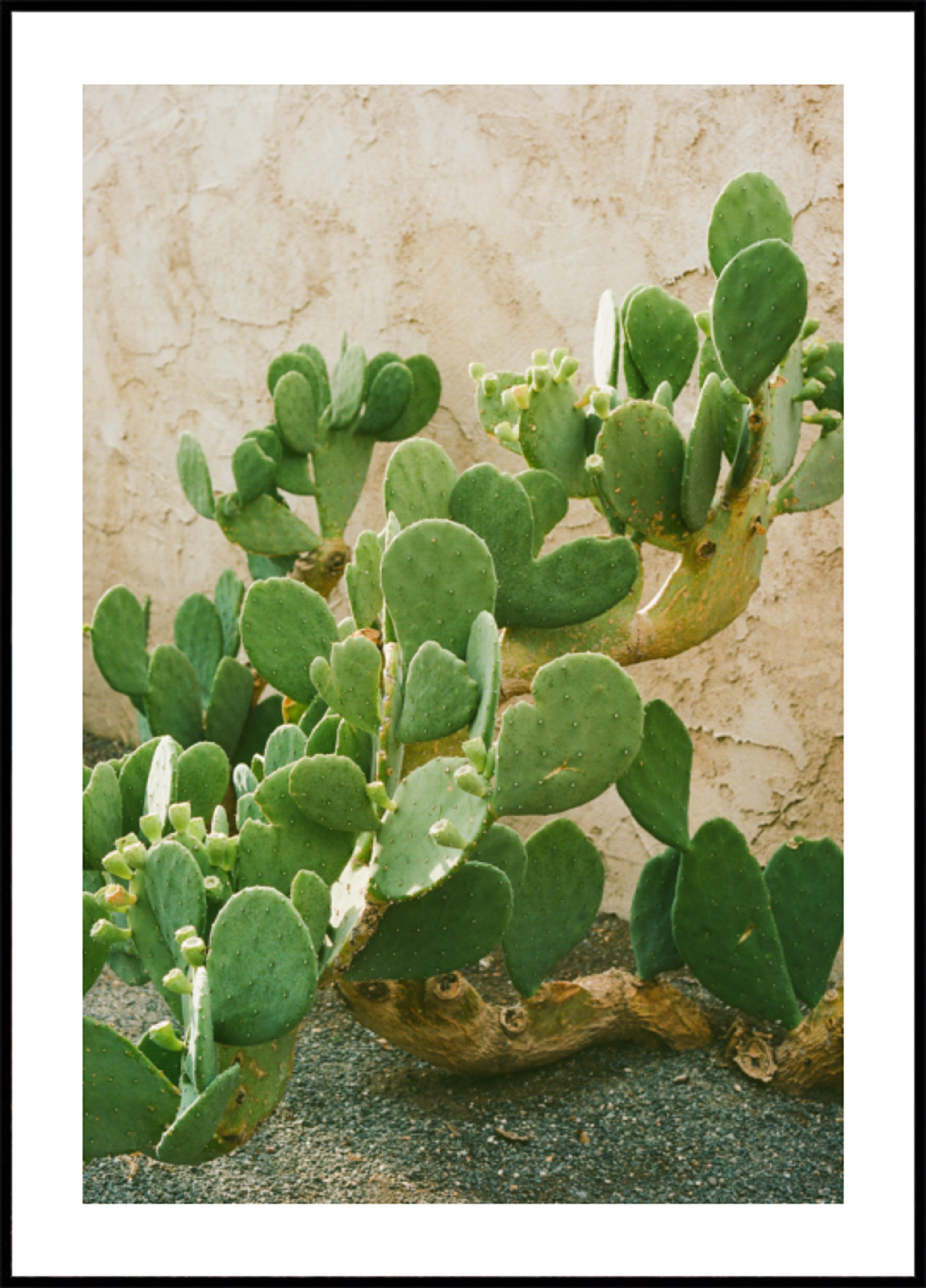 Cactus figue de Barbarie verte