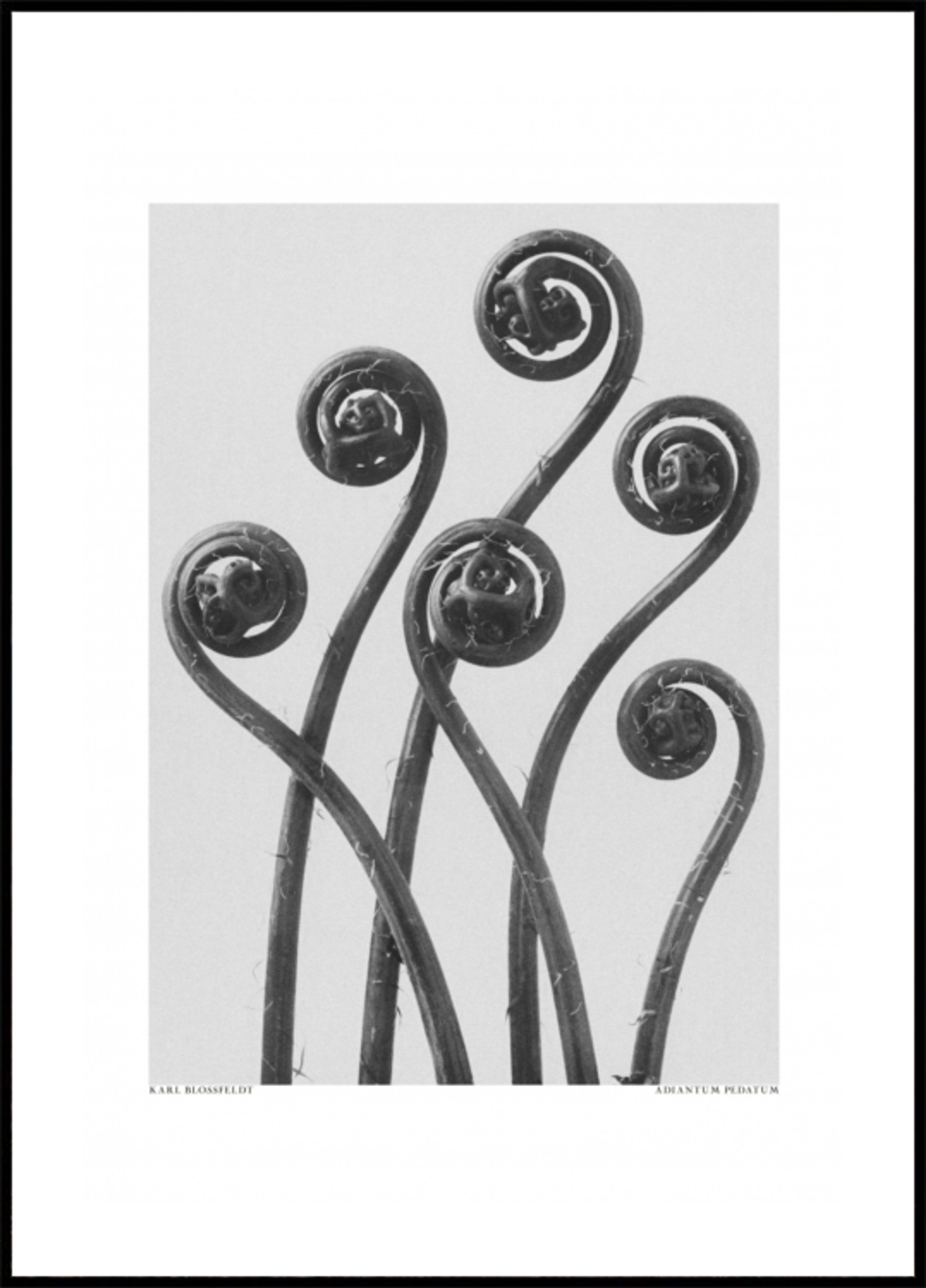 Adiantum pédatum