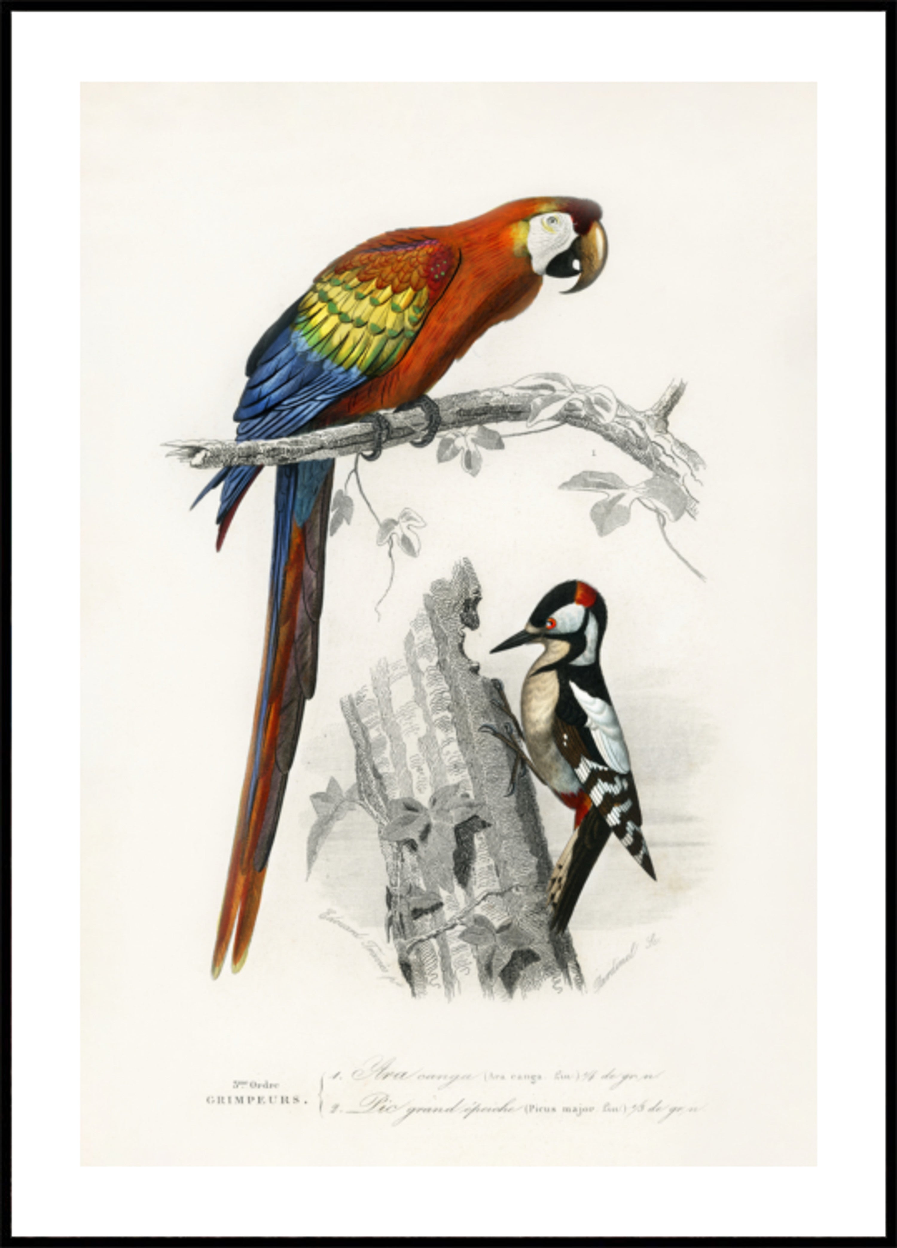 Oiseaux II