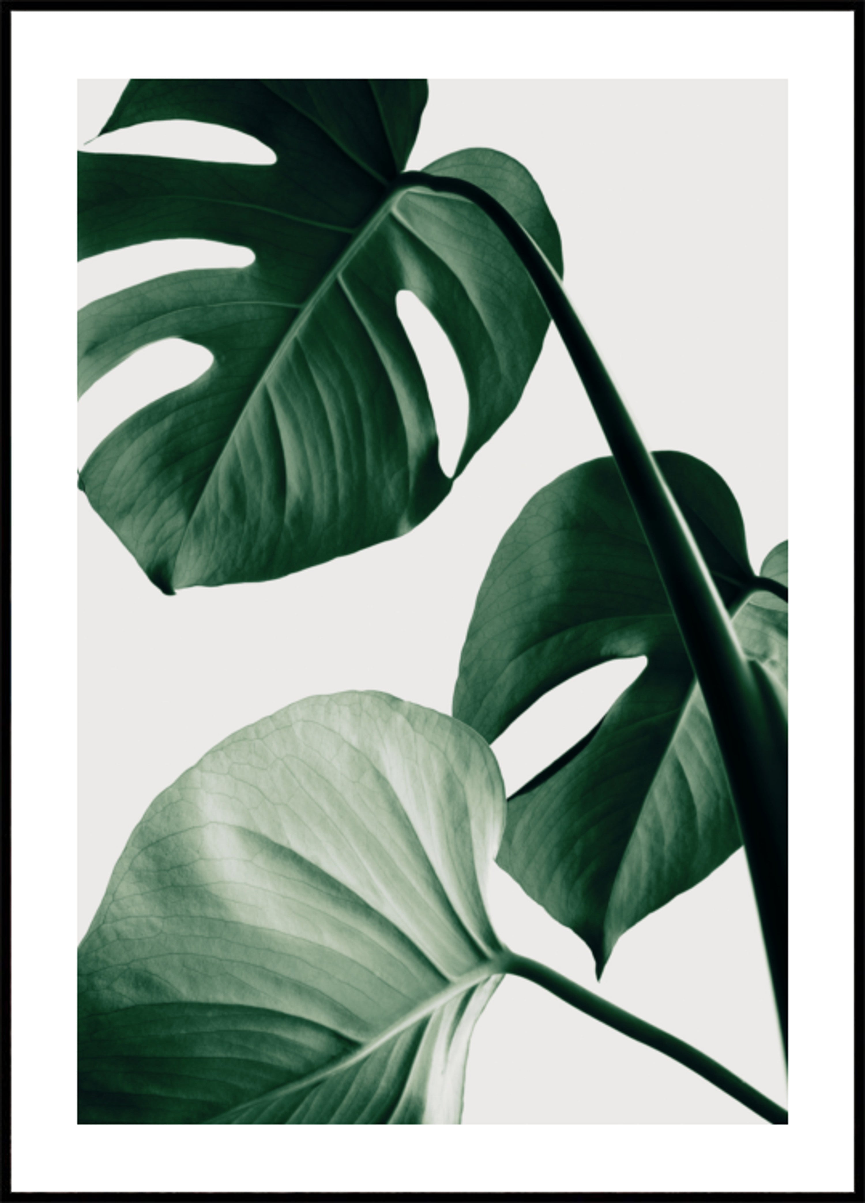 Feuilles de Monstera luxuriantes
