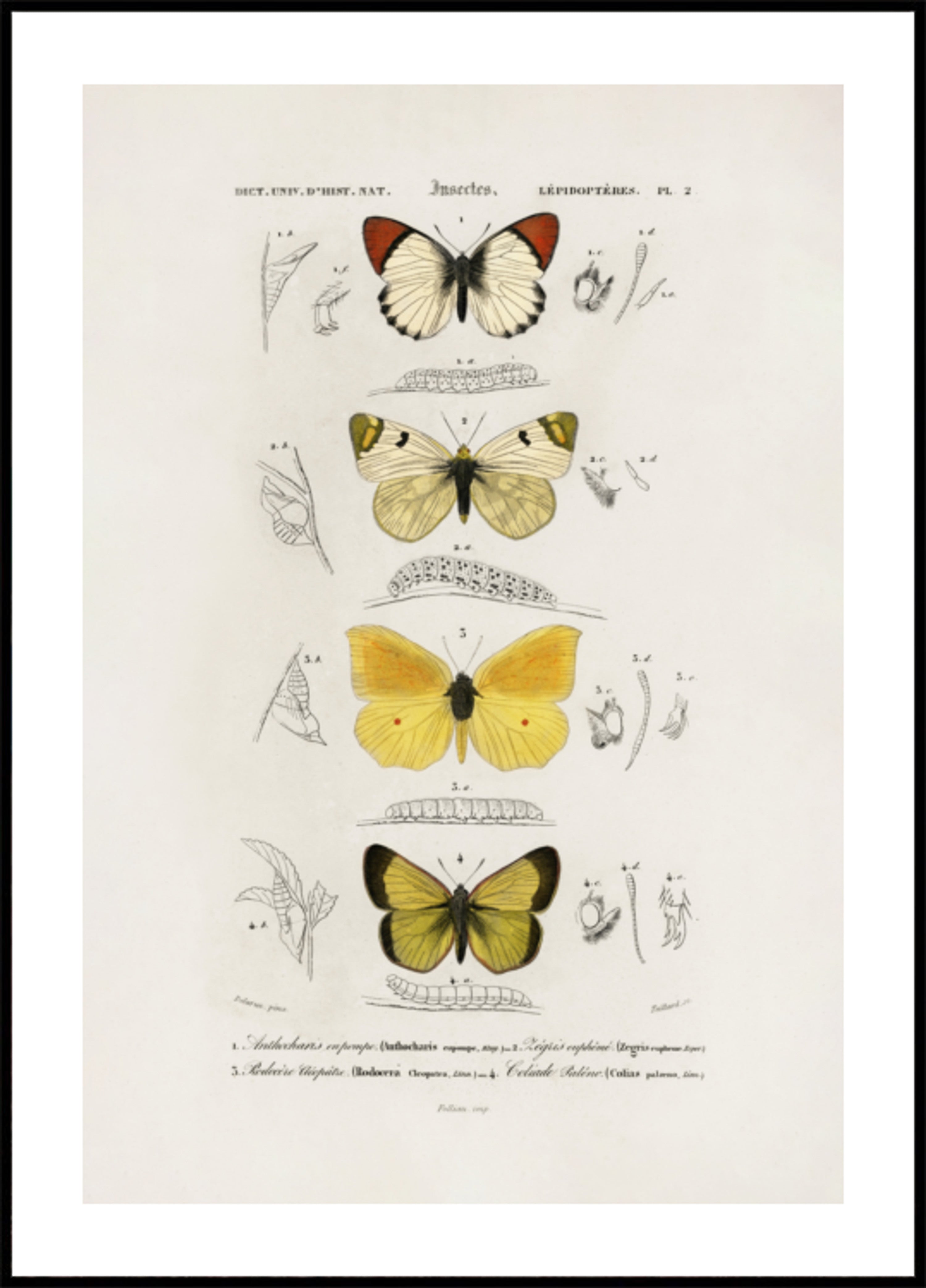 Différents types de papillons