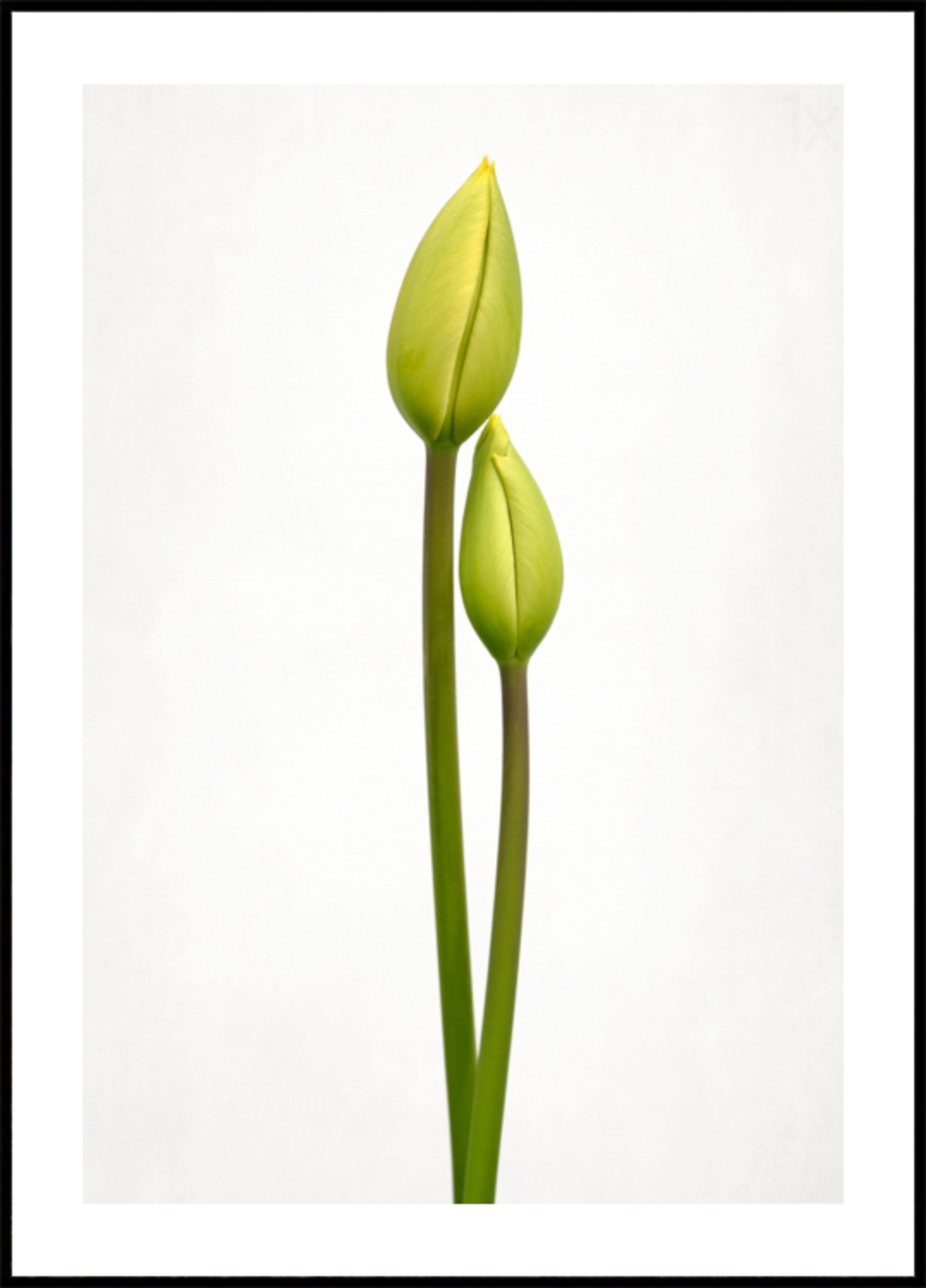 Boutons de tulipes vertes