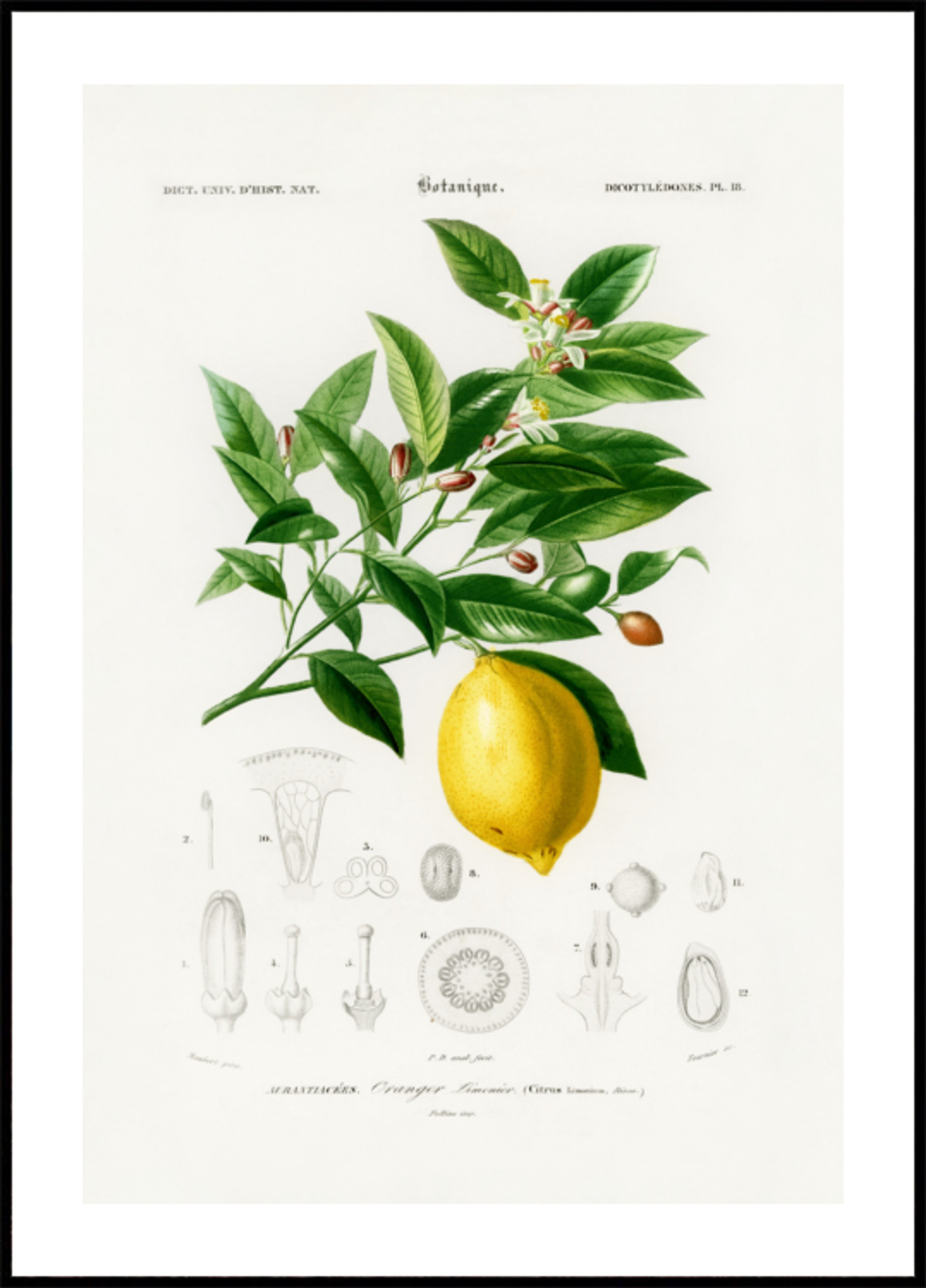 Citron (agrumes Limonium)
