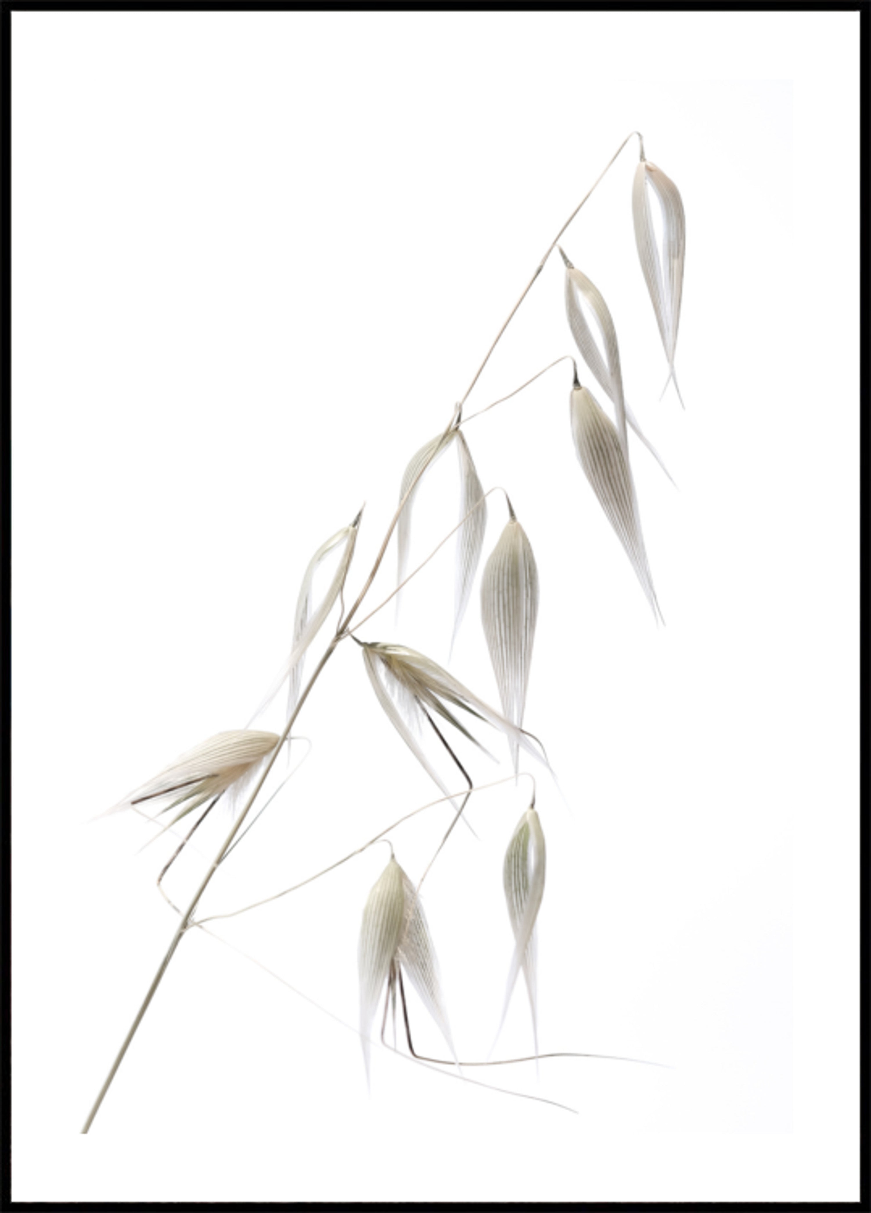 Grains d'avoine délicats