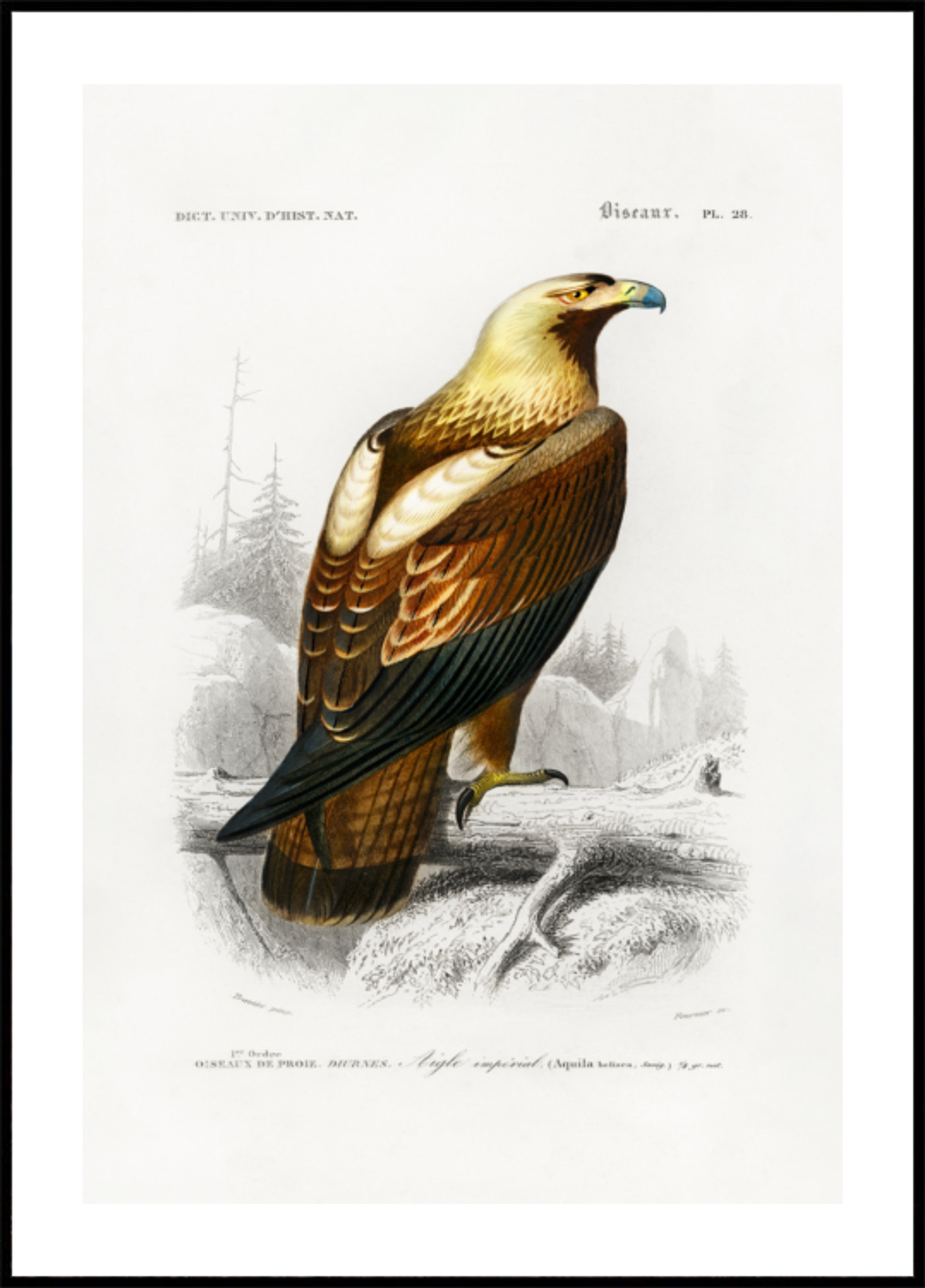 Aigle impérial oriental