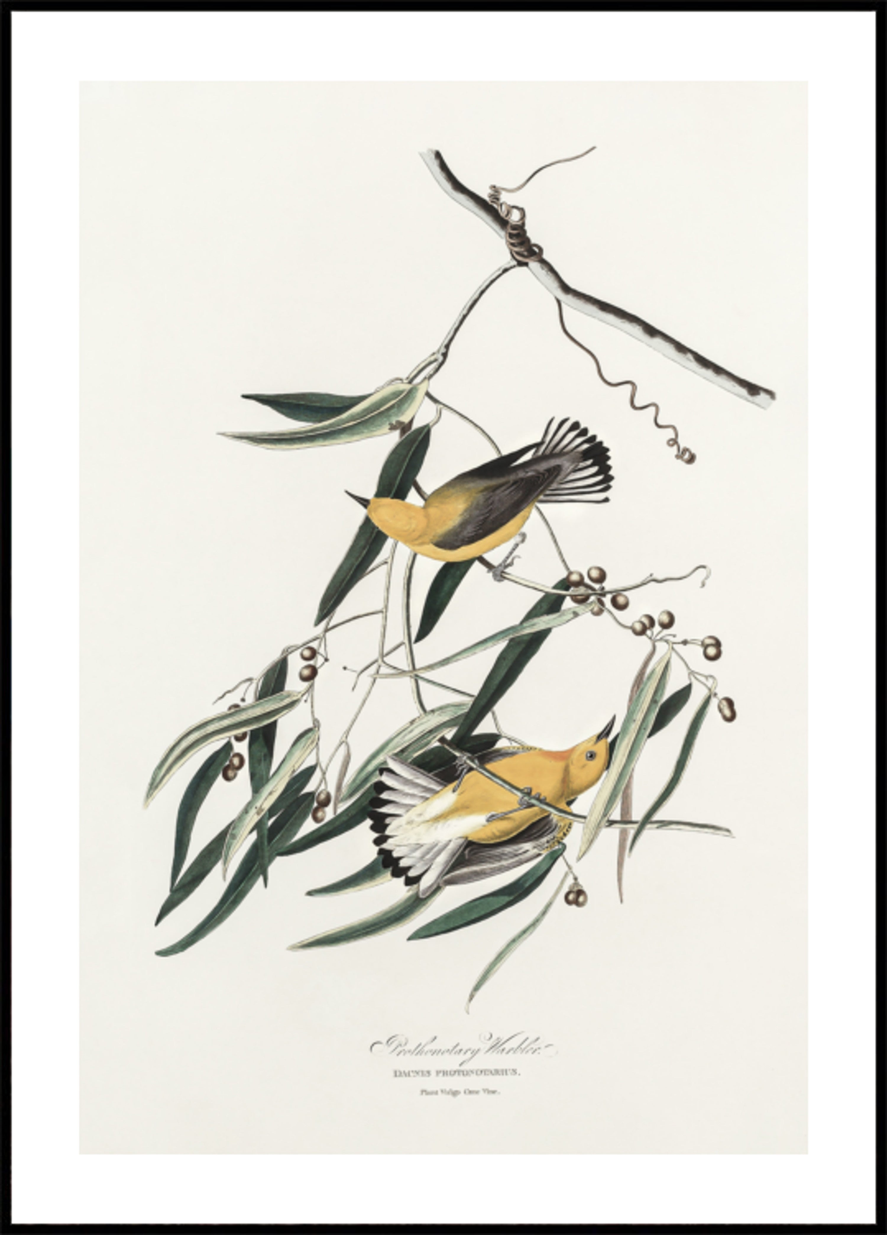 Paruline orangée de Birds of America (1827)