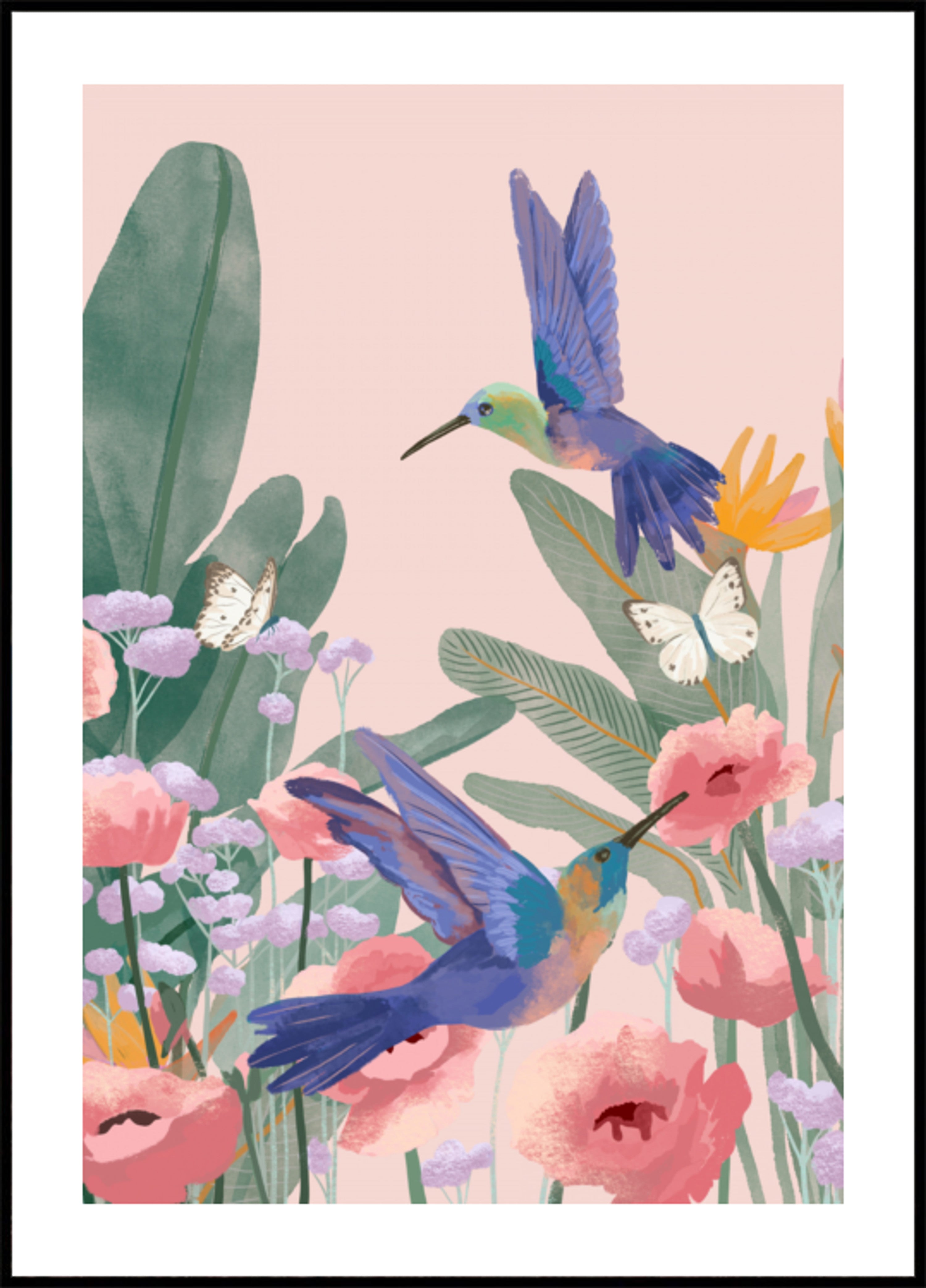 Colibris