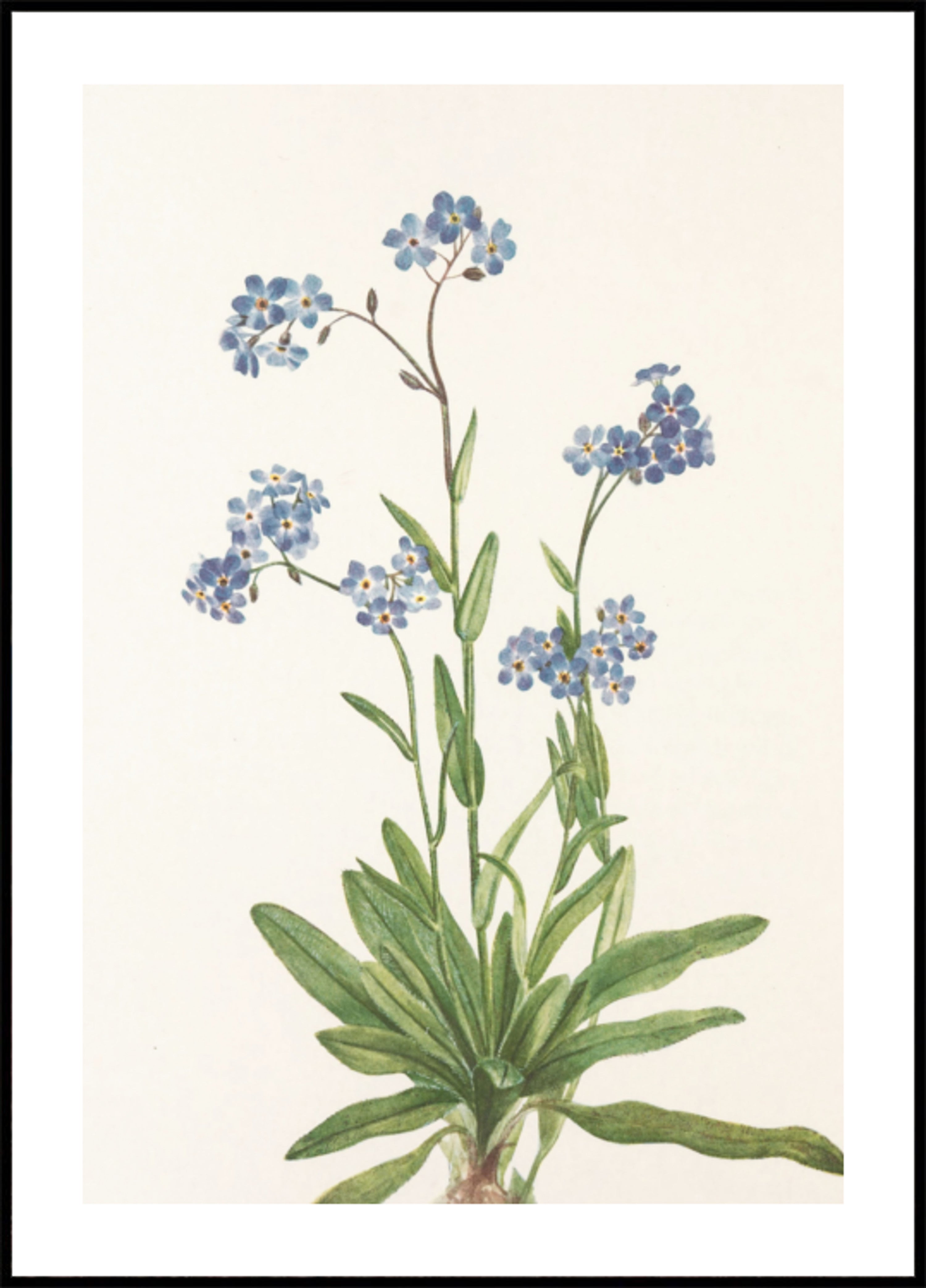 Alpine ne m'oublie pas des fleurs sauvages d'Amérique du Nord (1925) de Mary Vaux Walcott