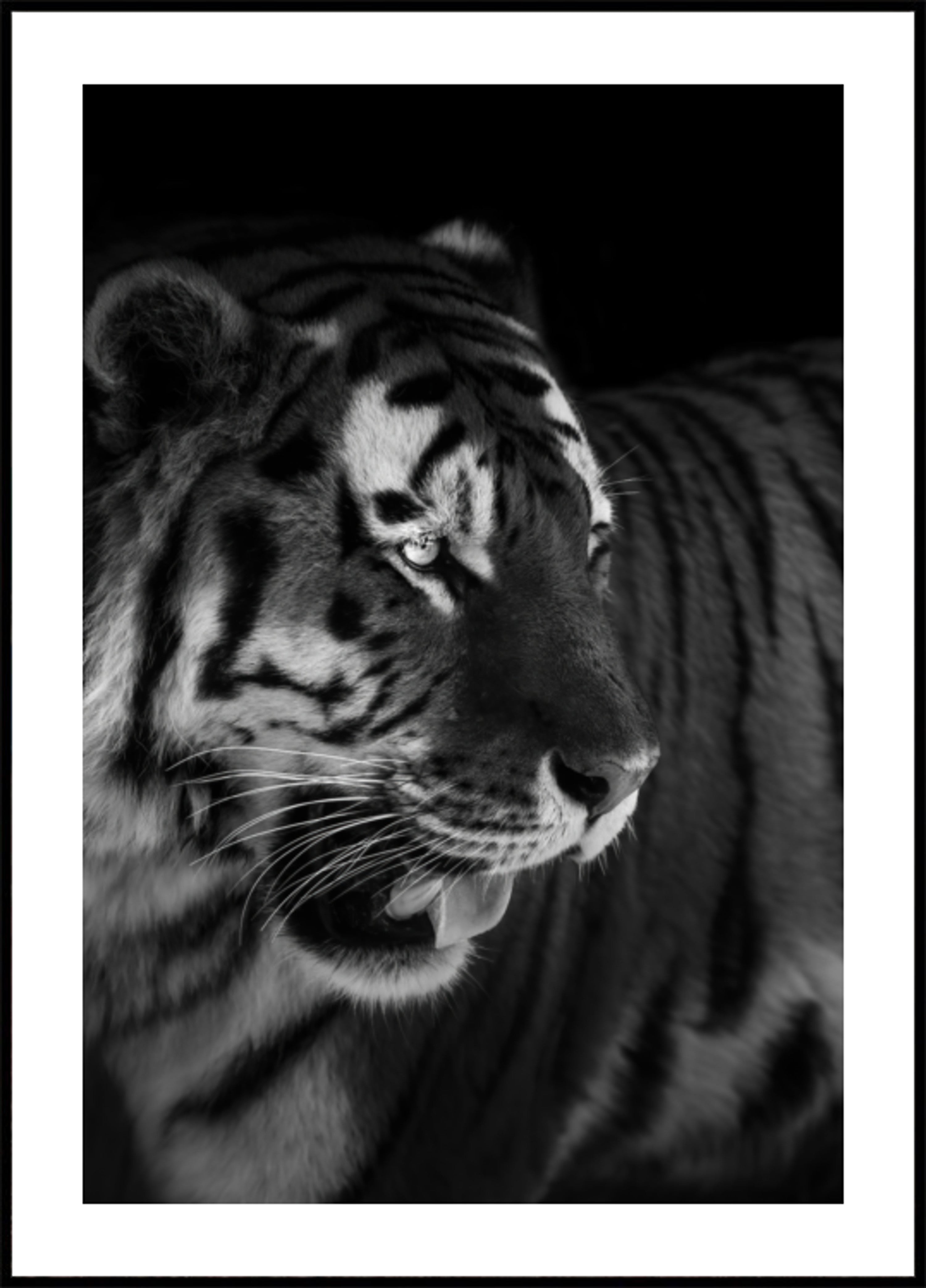 Portrait de tigre féroce