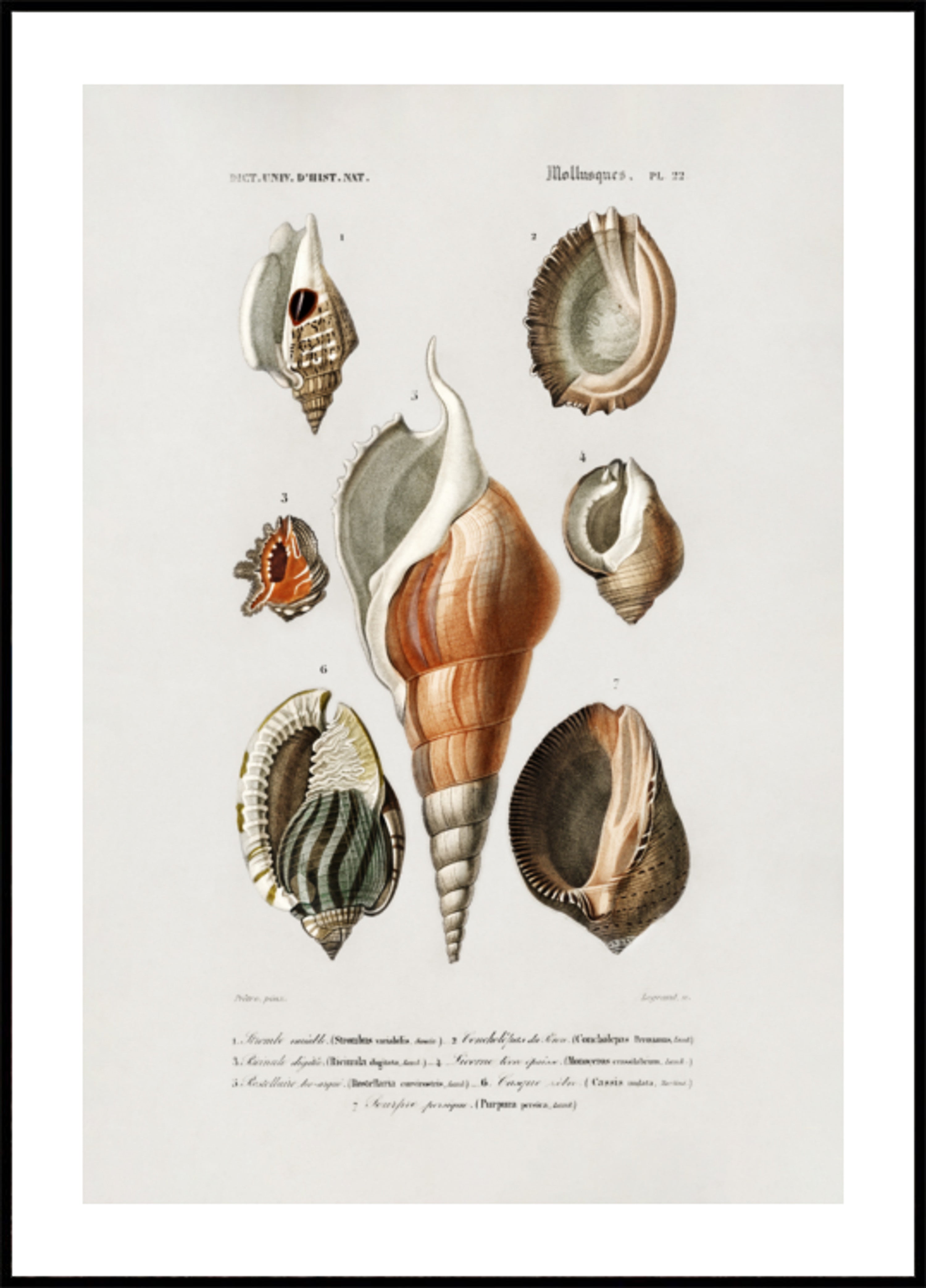 Différents types de mollusques