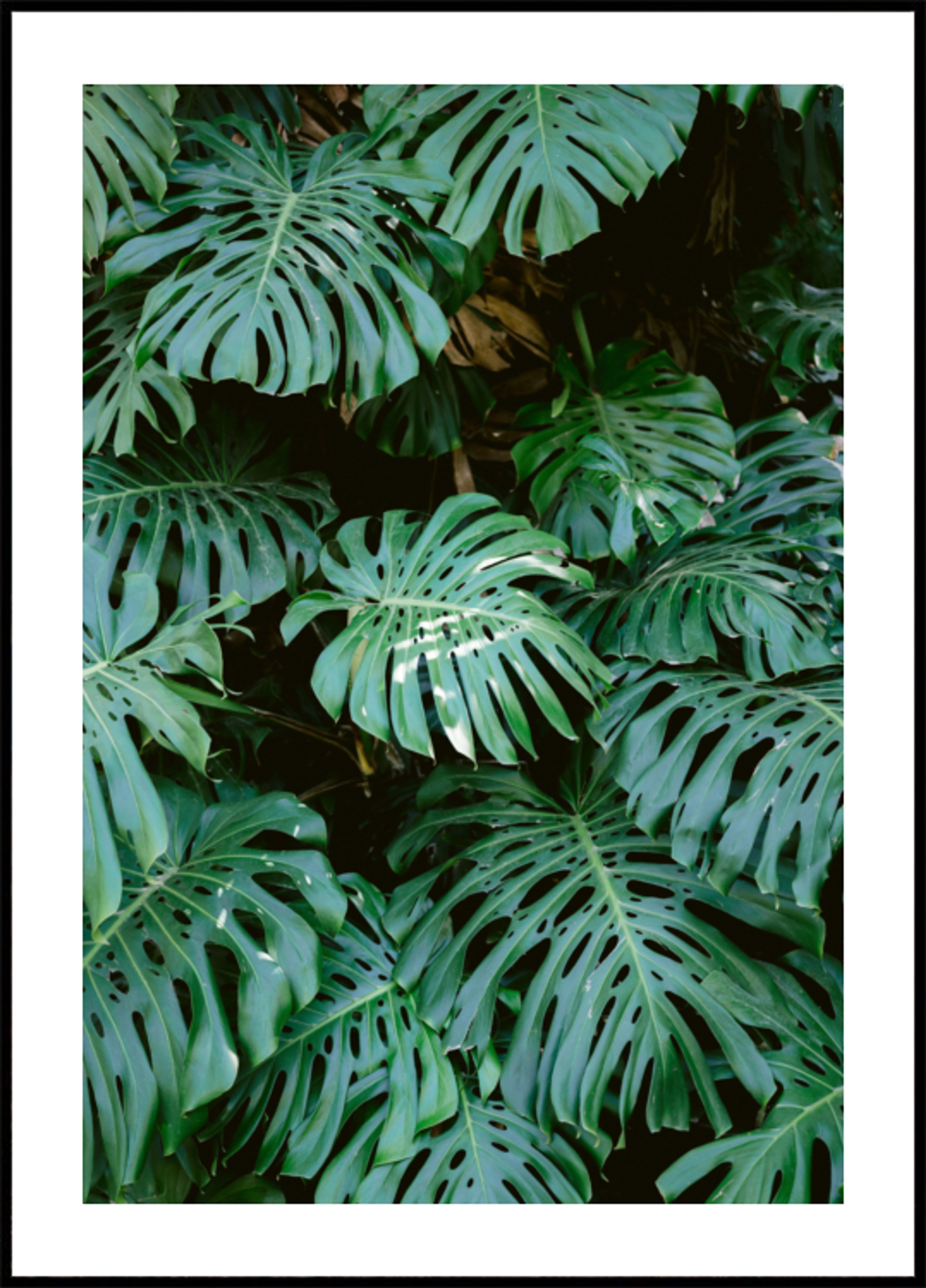 Mur Monstera à Lisbonne
