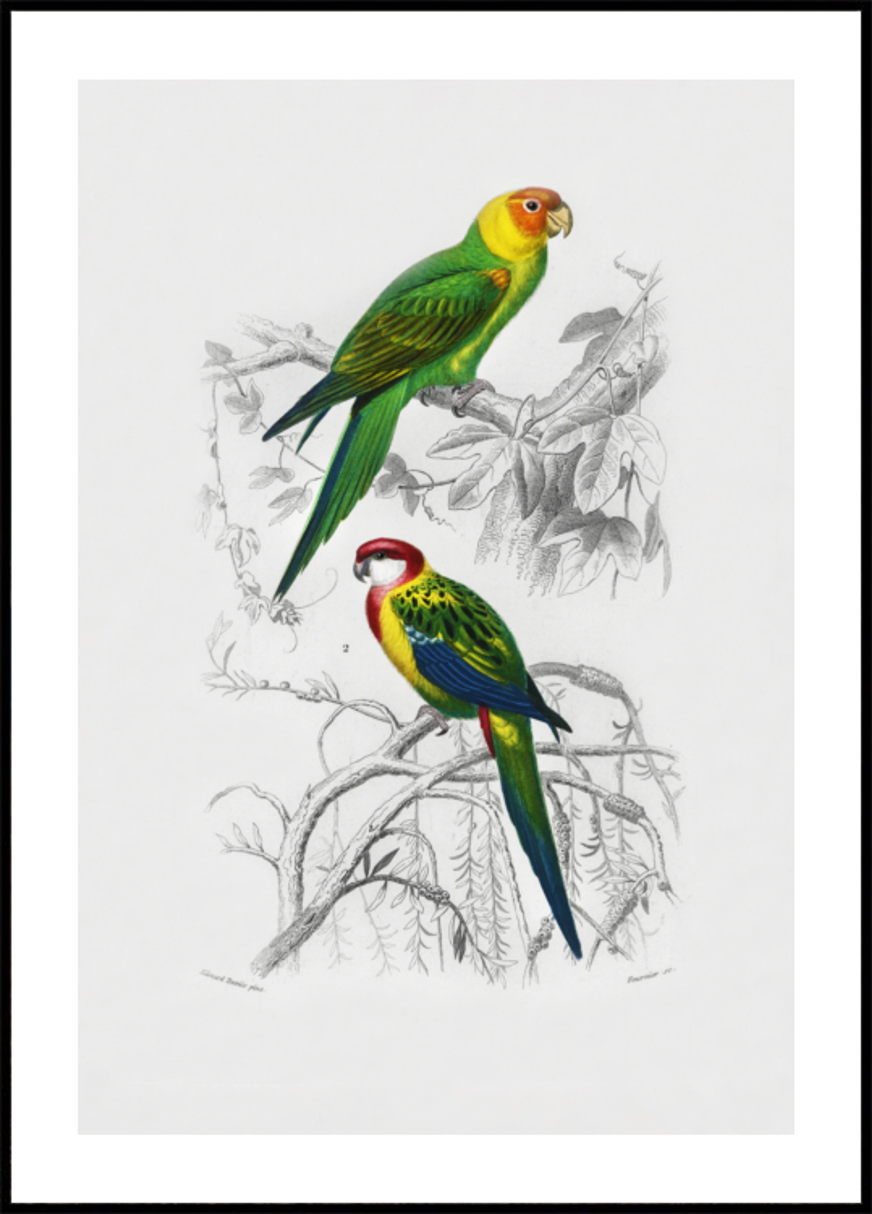 Oiseaux