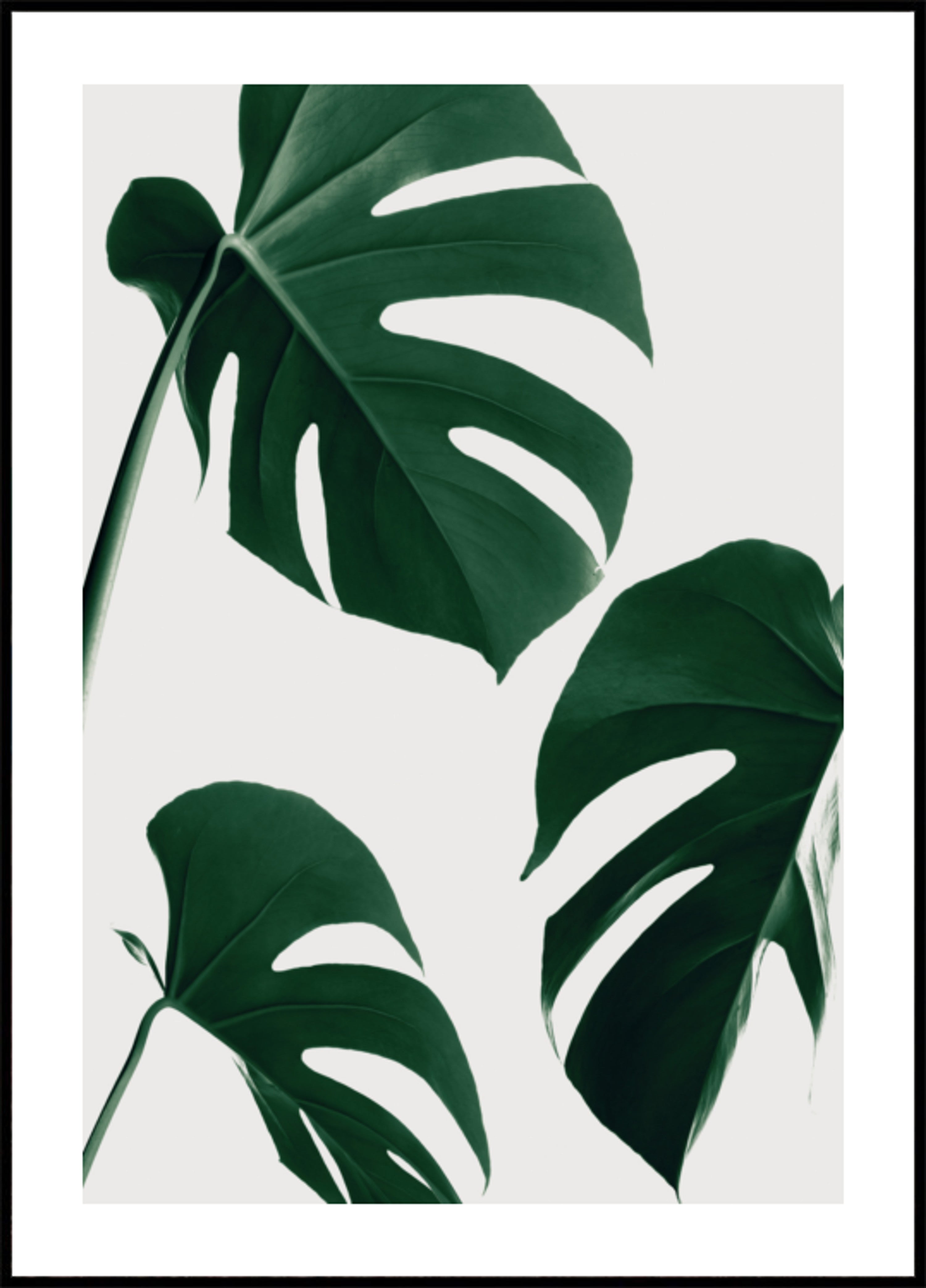 Feuilles de Monstera vertes fraîches
