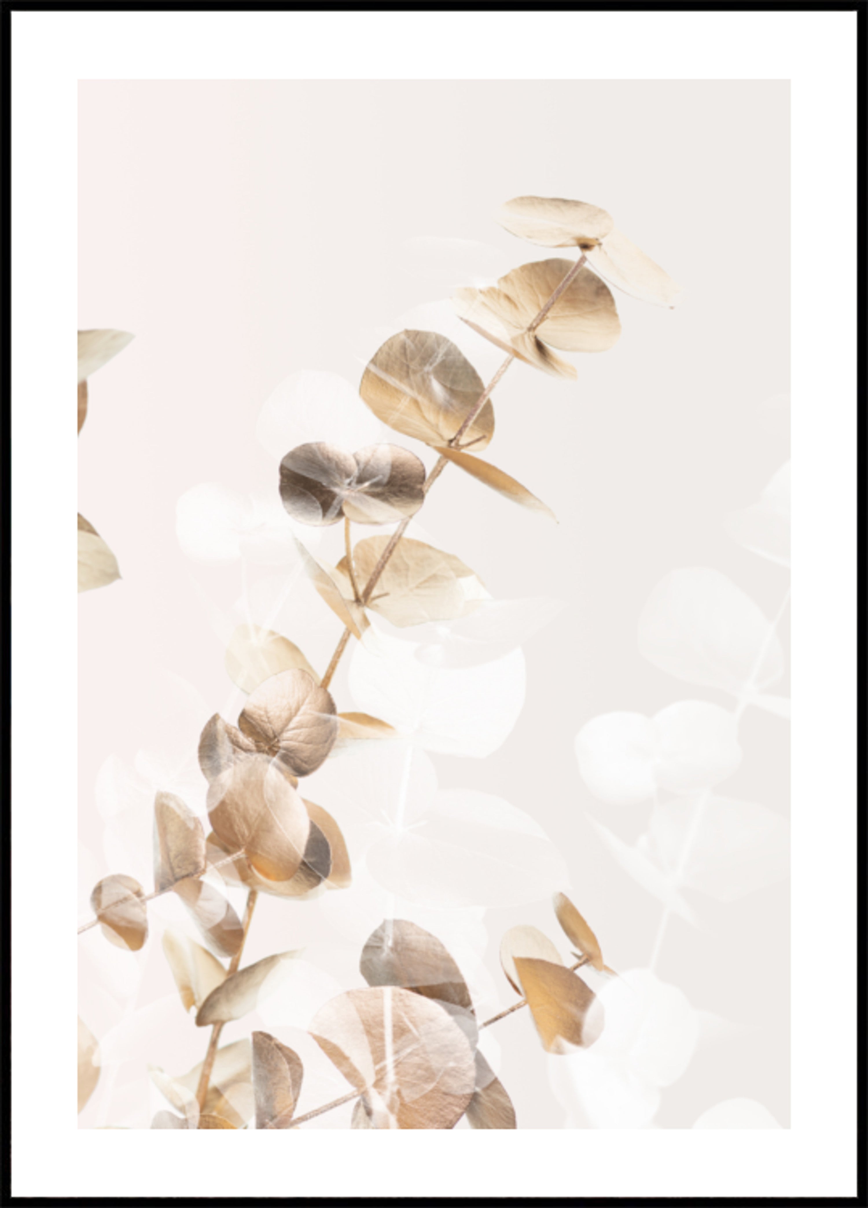 Feuilles d'eucalyptus douces
