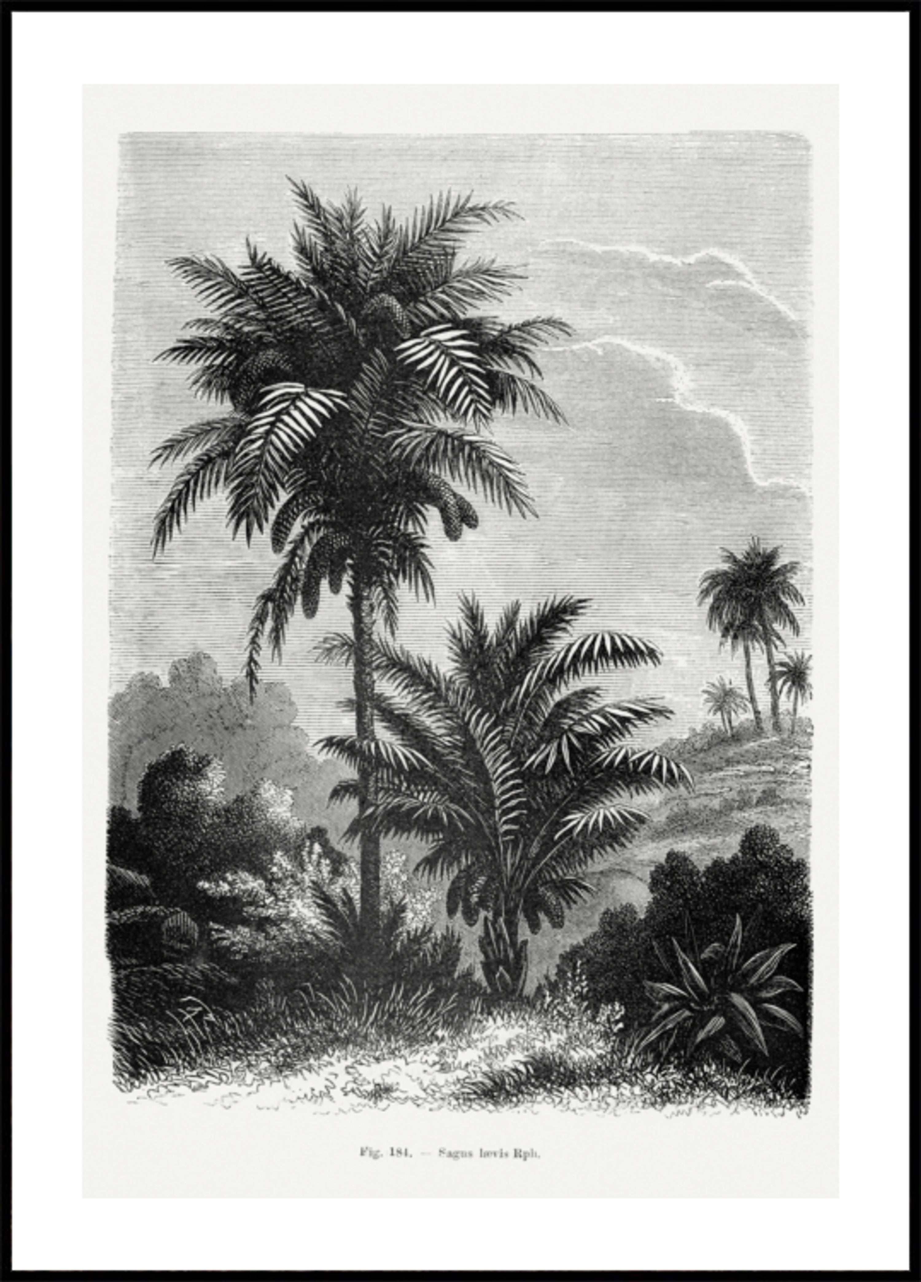 Dessin de palmier vintage V