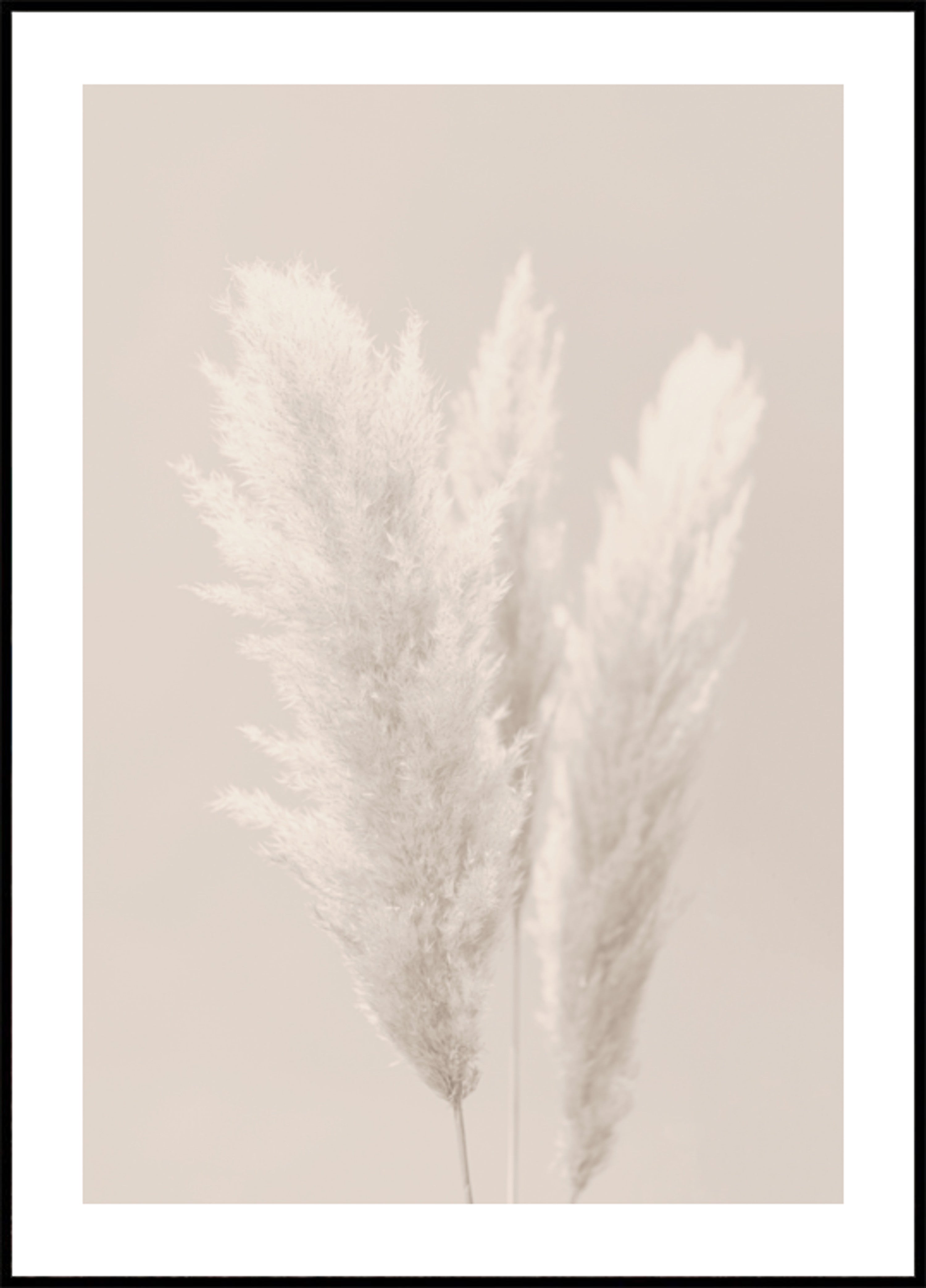Plumes douces de la pampa