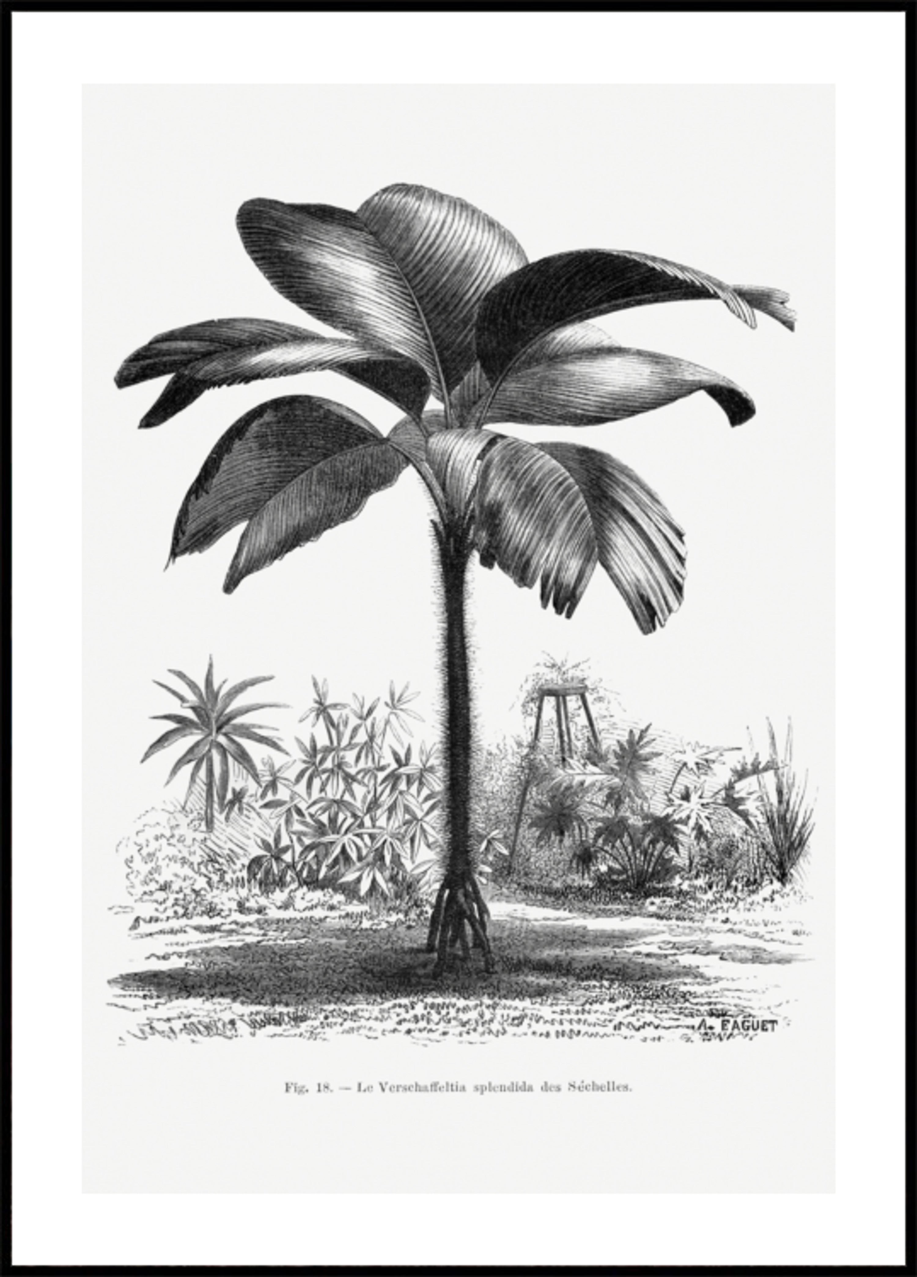 Dessin De Palmier Vintage Iii