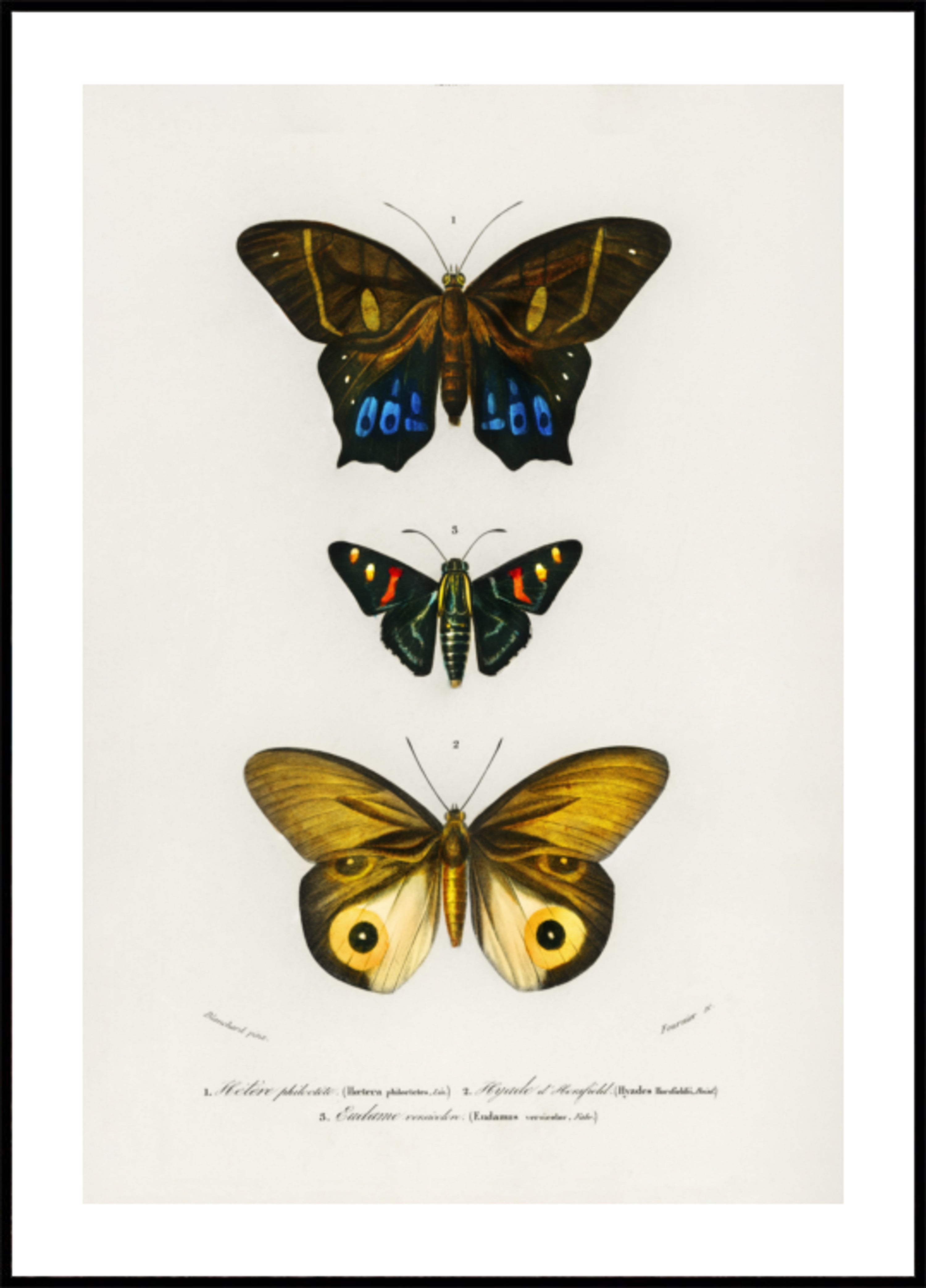 Différents types de papillons III