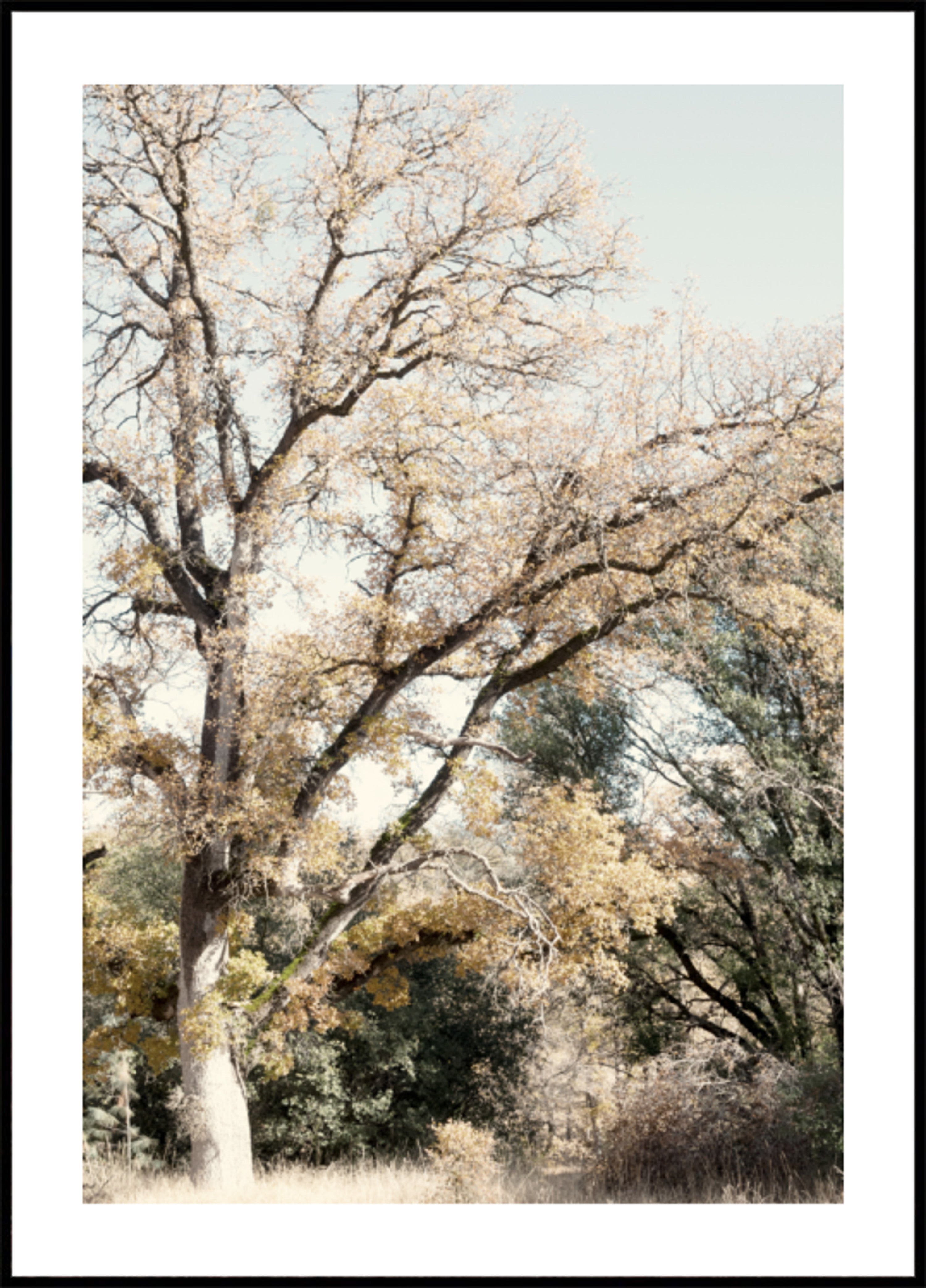 Forêt d'automne doré