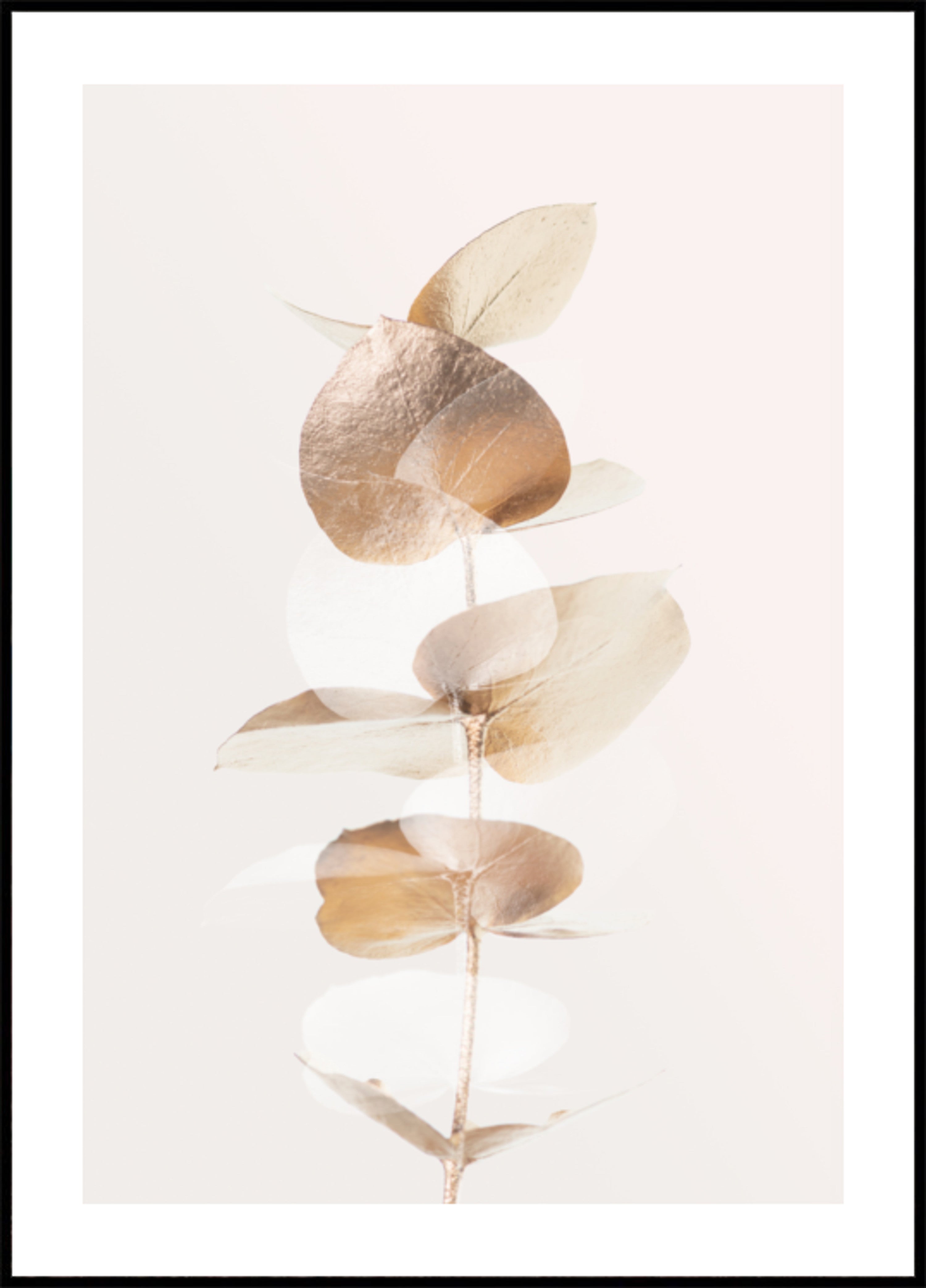 Branche d'eucalyptus doré