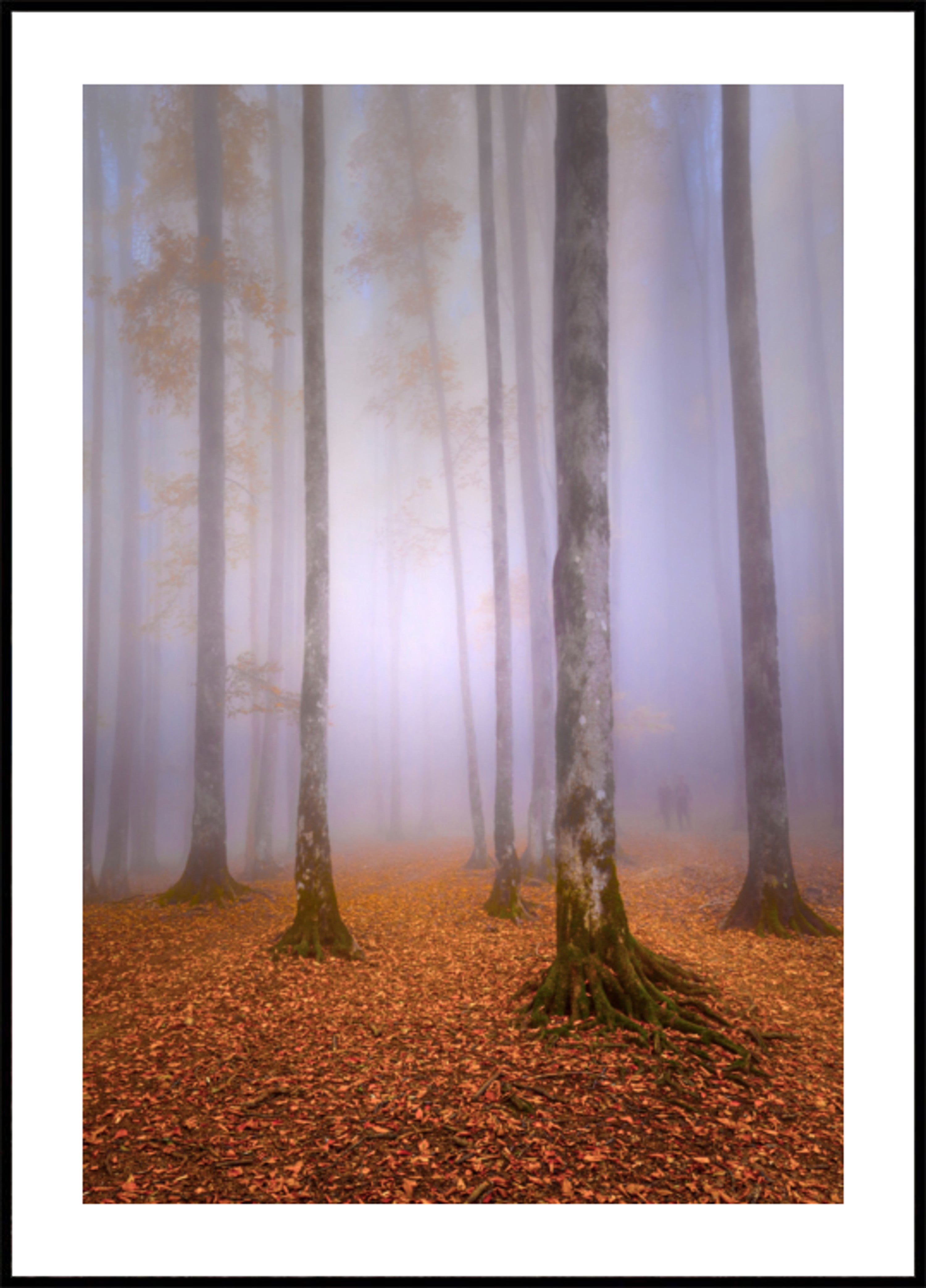 Forêt d'automne brumeuse