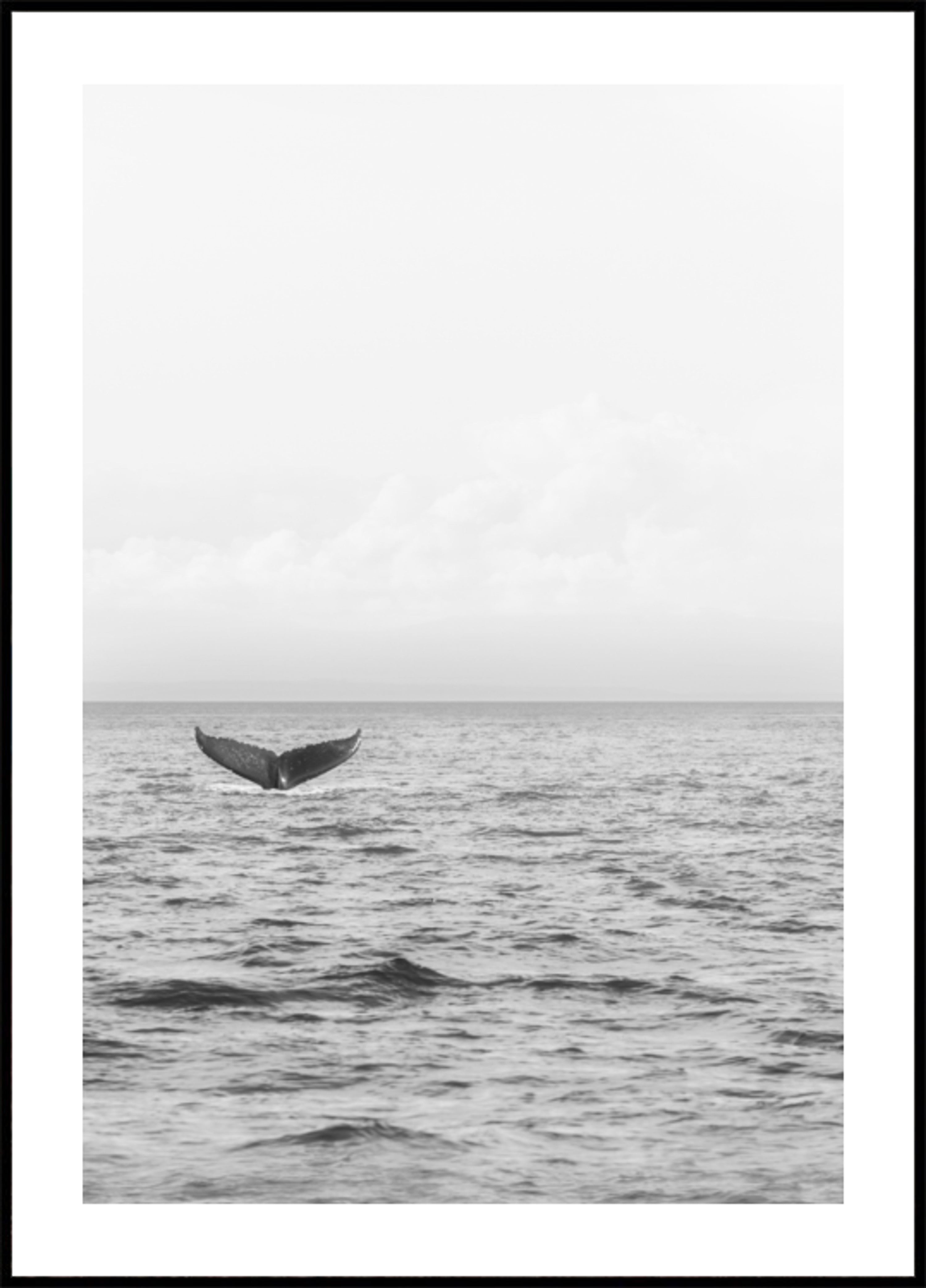 Queue de baleine océanique