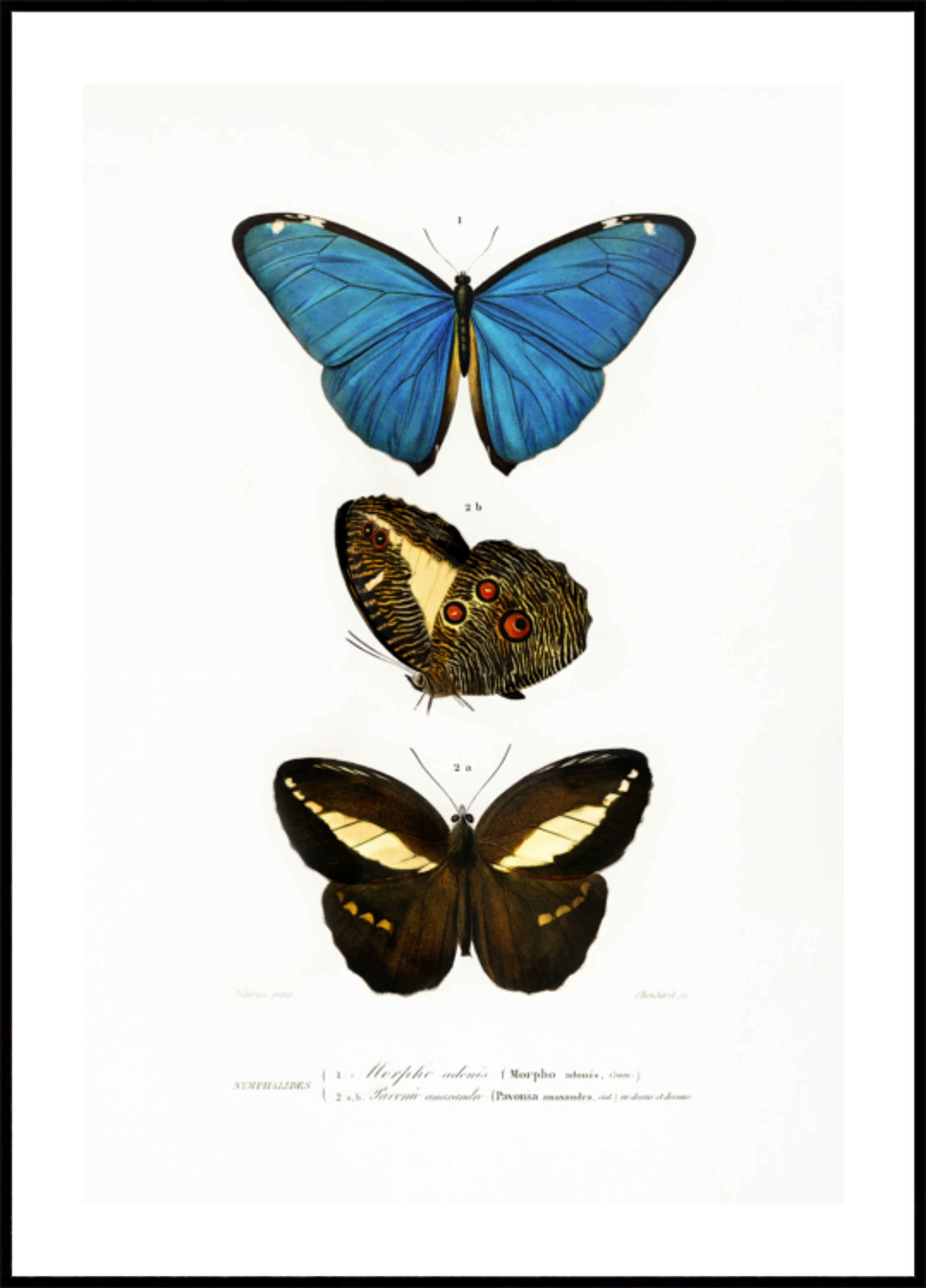 Différents types de papillons II