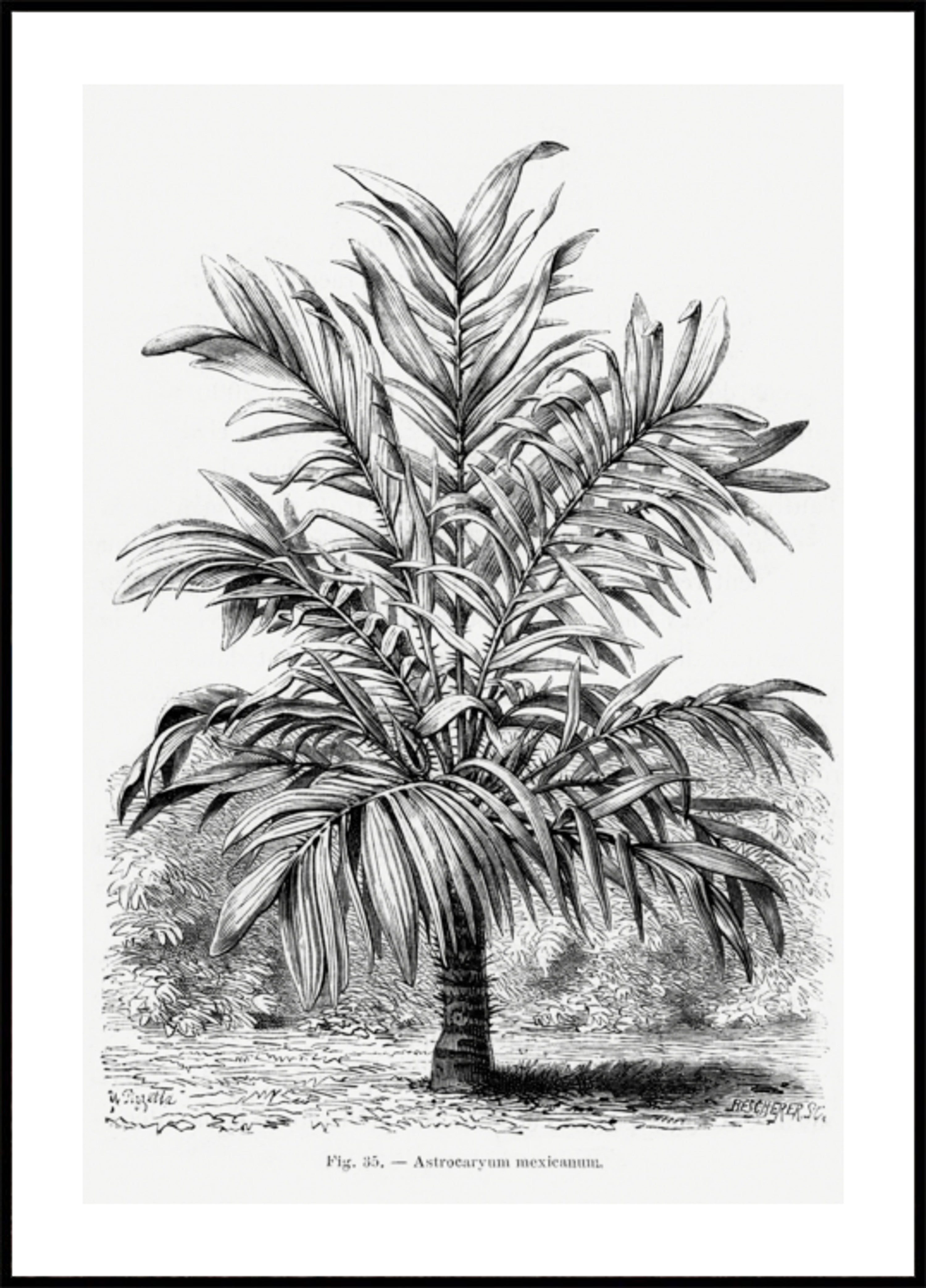 Dessin De Palmier Vintage Ix