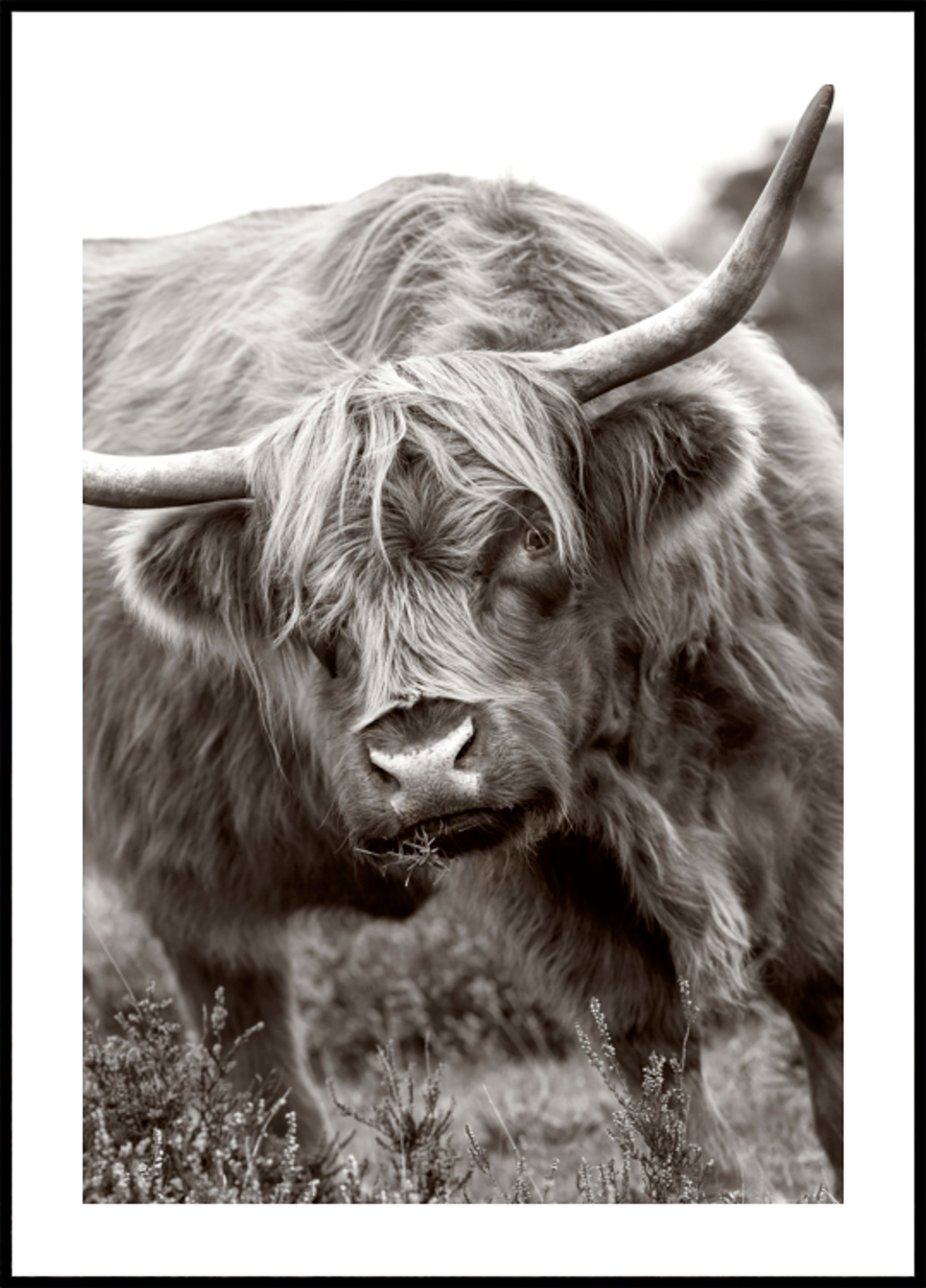 Vache majestueuse des Highlands