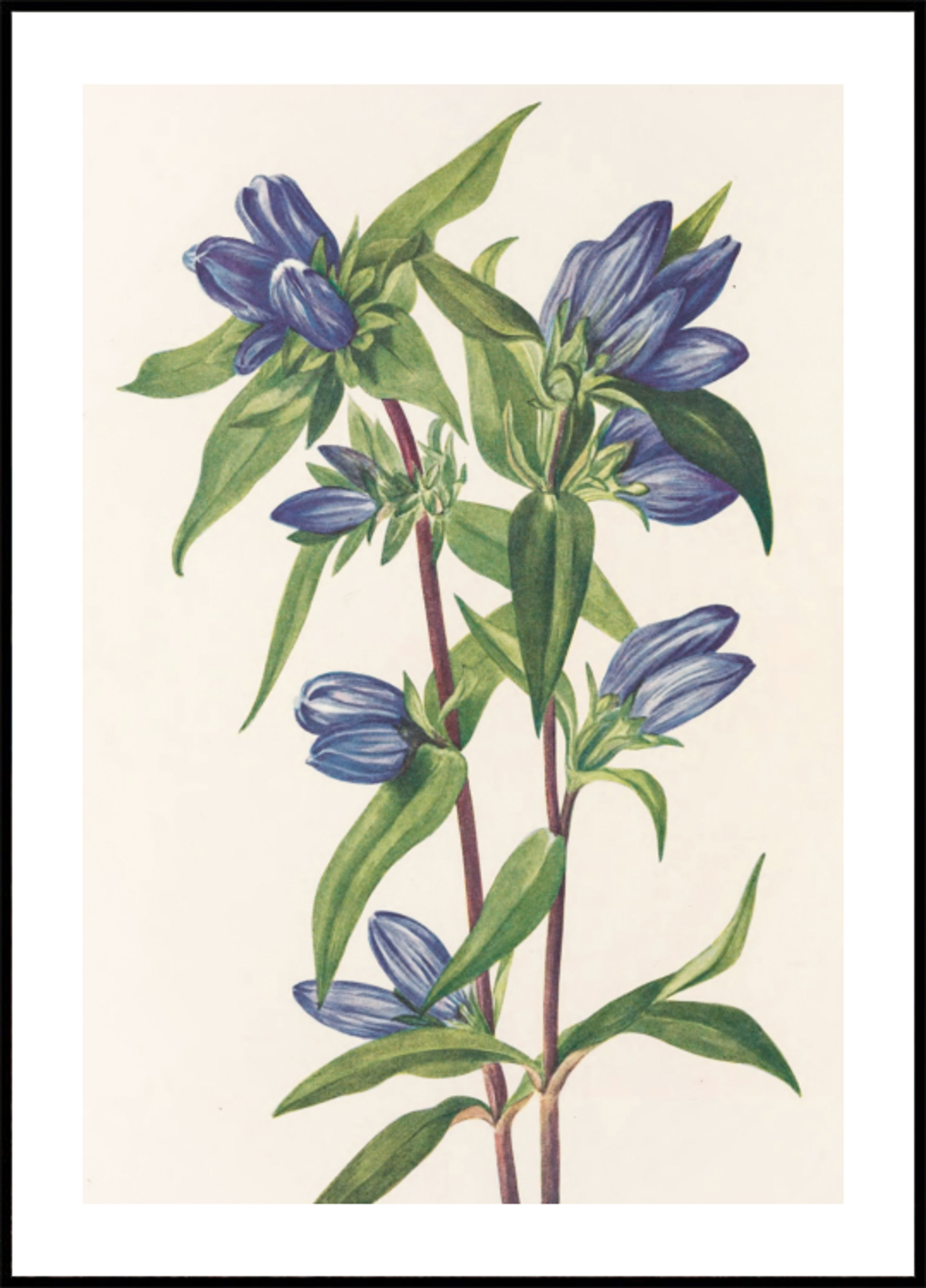 Bouteille de gentiane provenant de fleurs sauvages d'Amérique du Nord (1925) par Mary Vaux Walcott