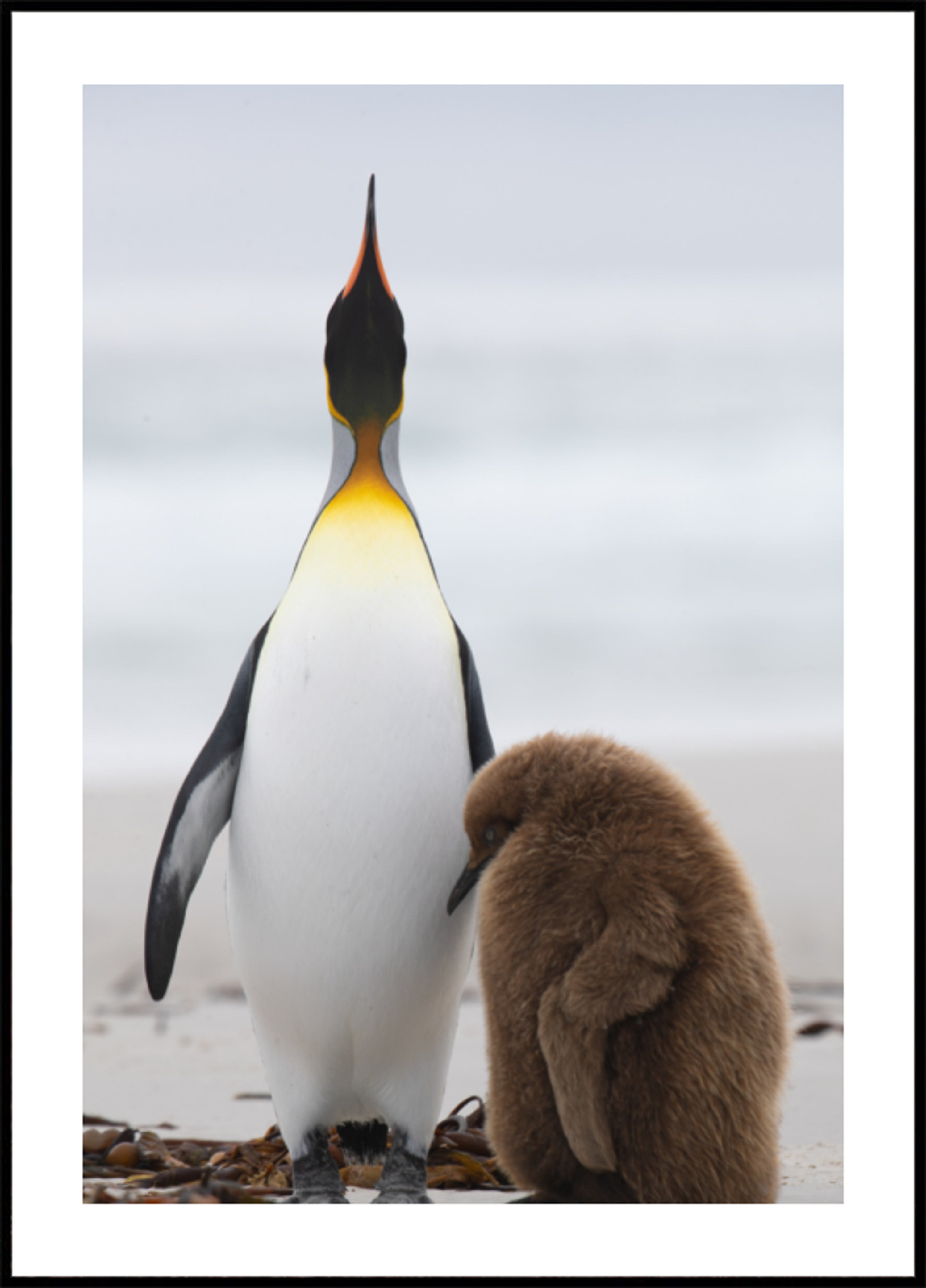 Famille de pingouins sur la plage