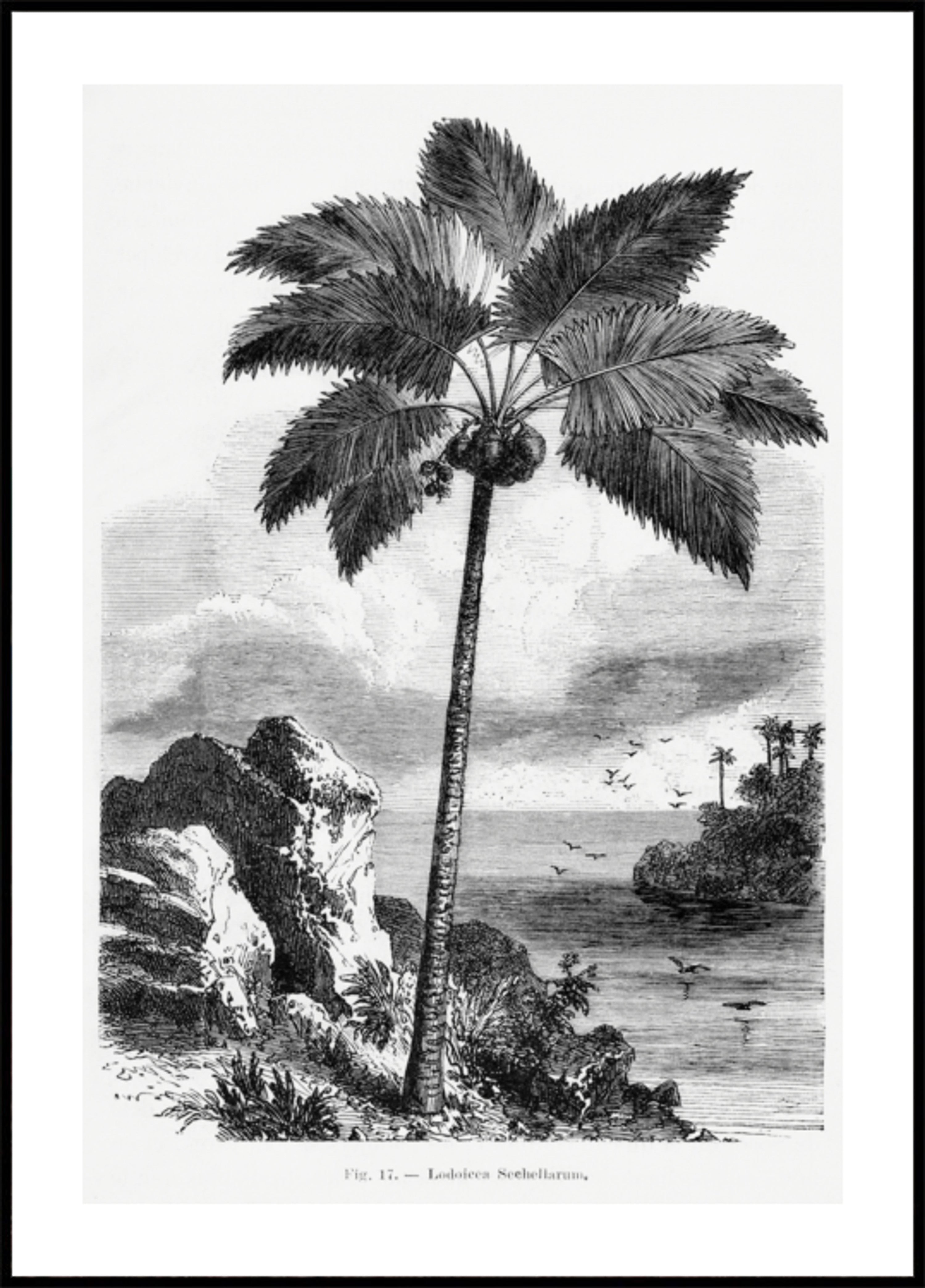 Dessin de palmier vintage I