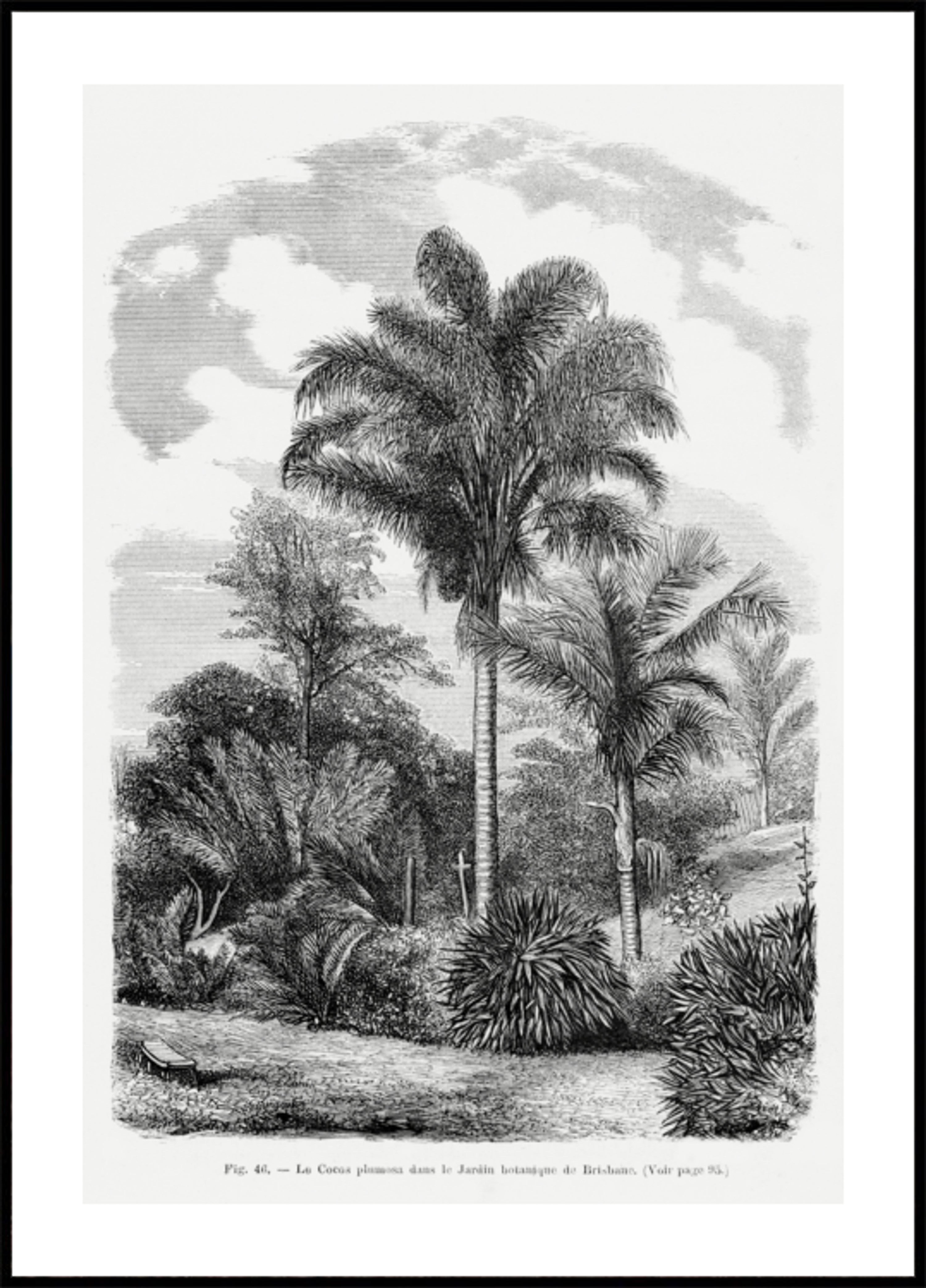 Dessin De Palmier Vintage Vi