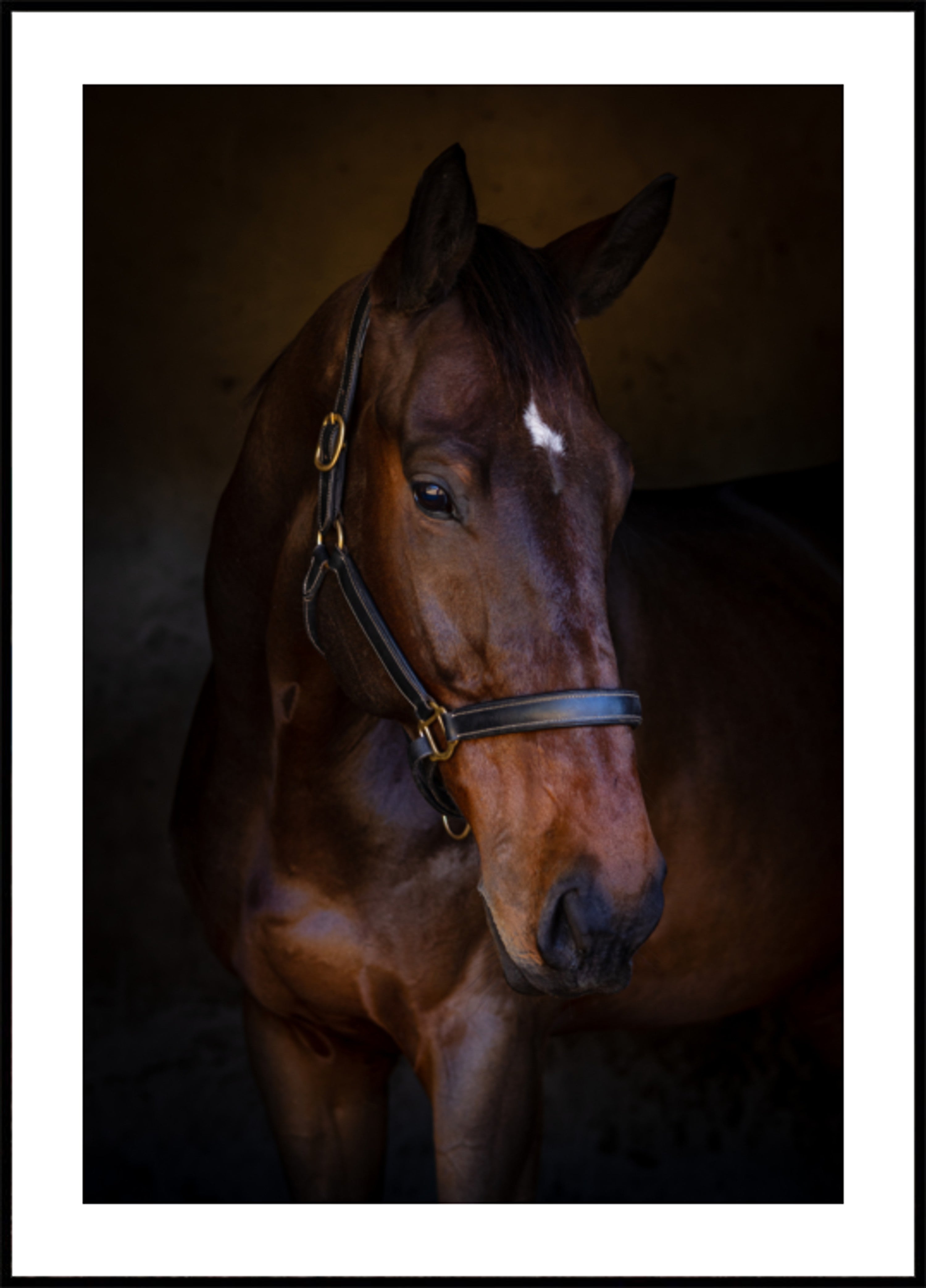 Portrait de cheval majestueux