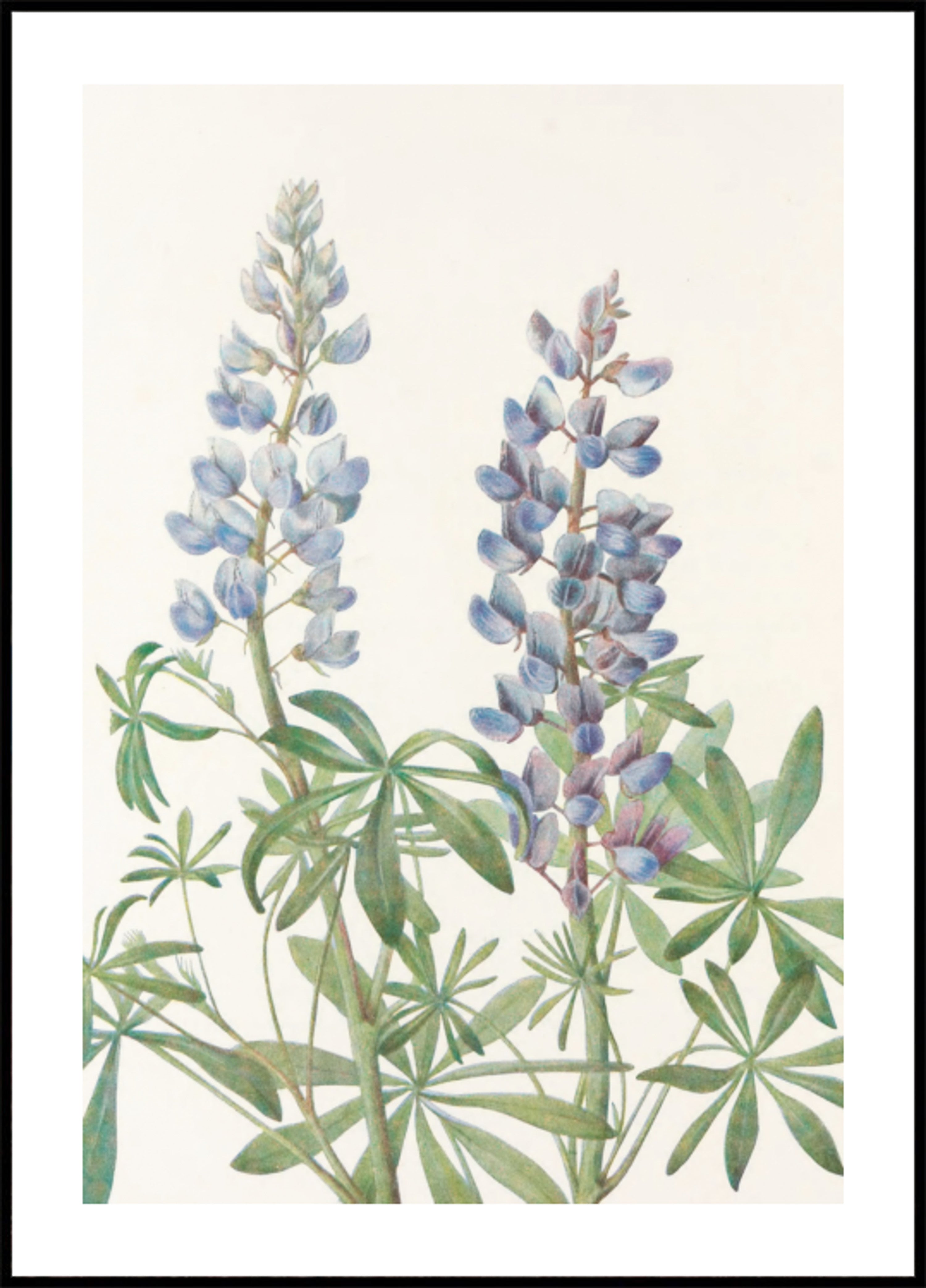 Cadran solaire Lupin provenant de fleurs sauvages d'Amérique du Nord (1925) par Mary Vaux Walcott