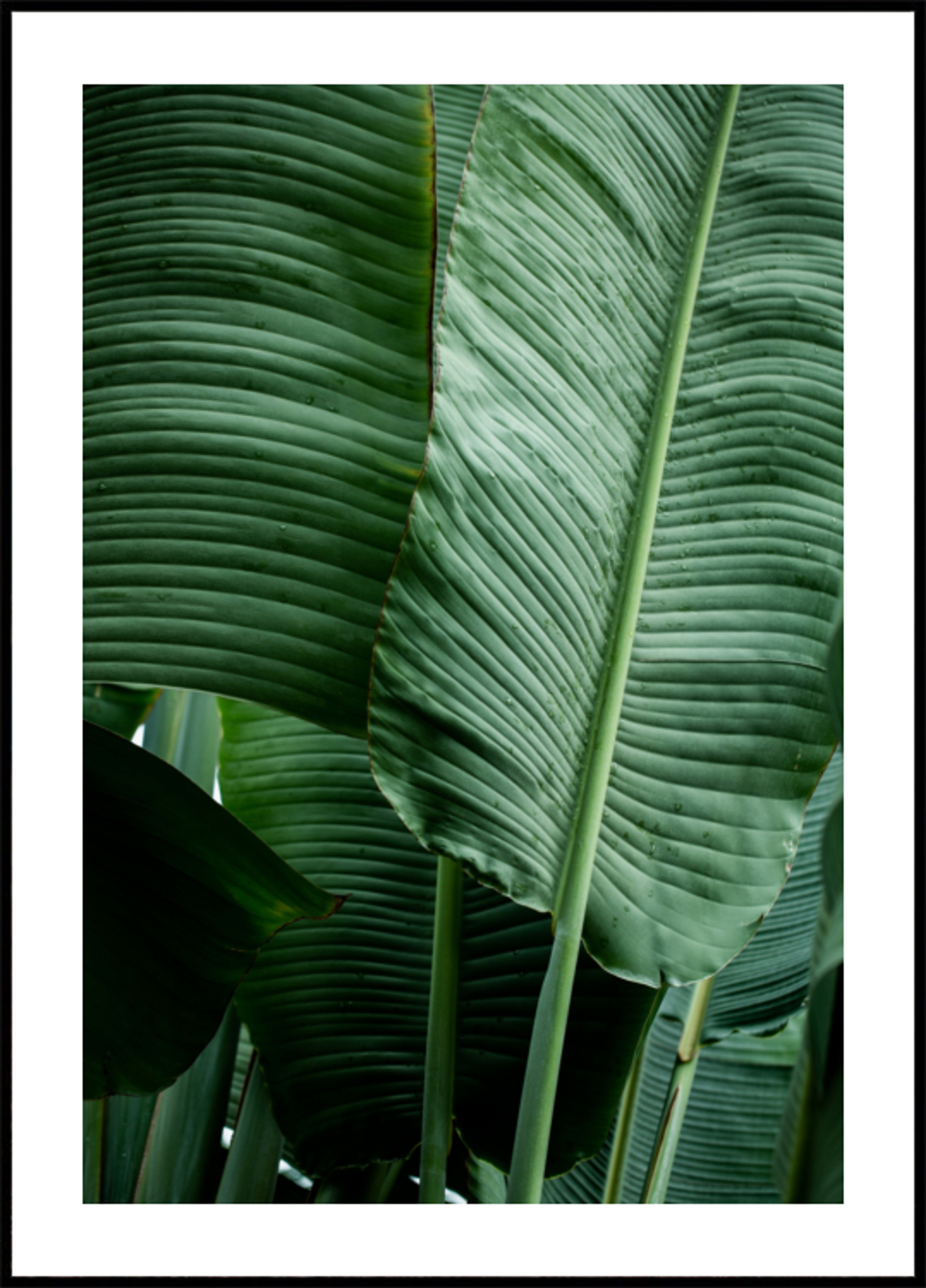 Feuilles 14