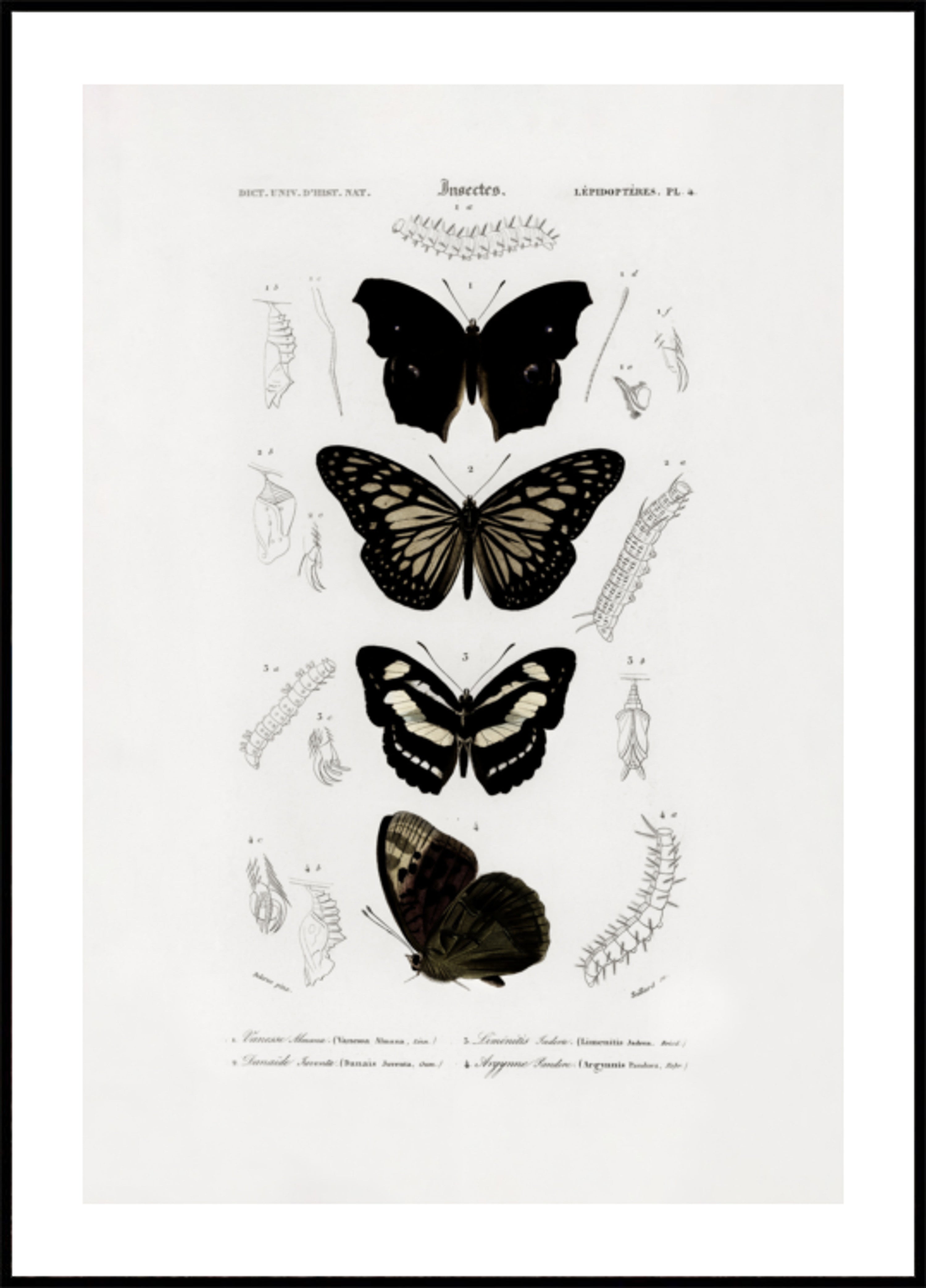 Collection de Papillons 01