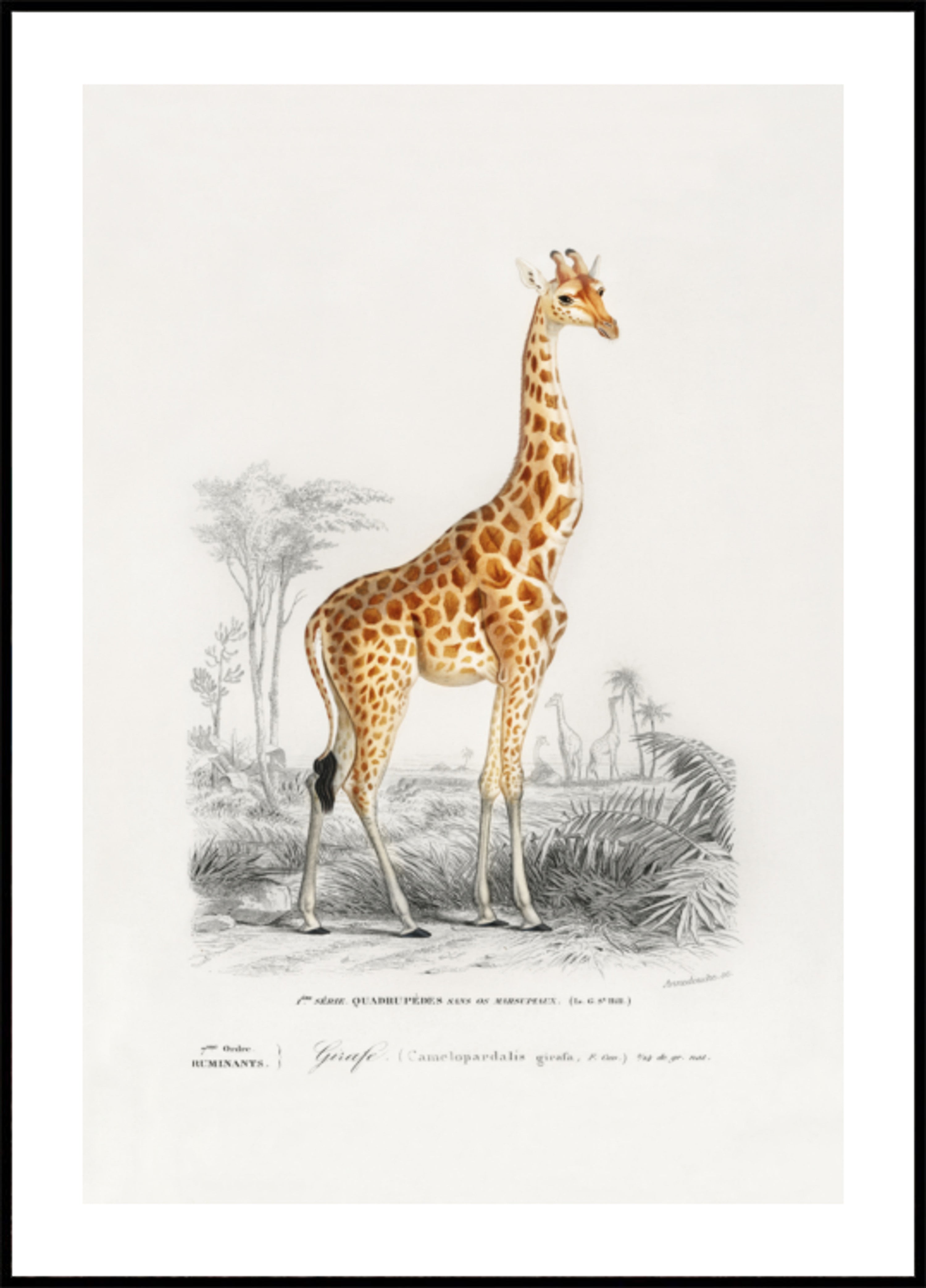 Girafe