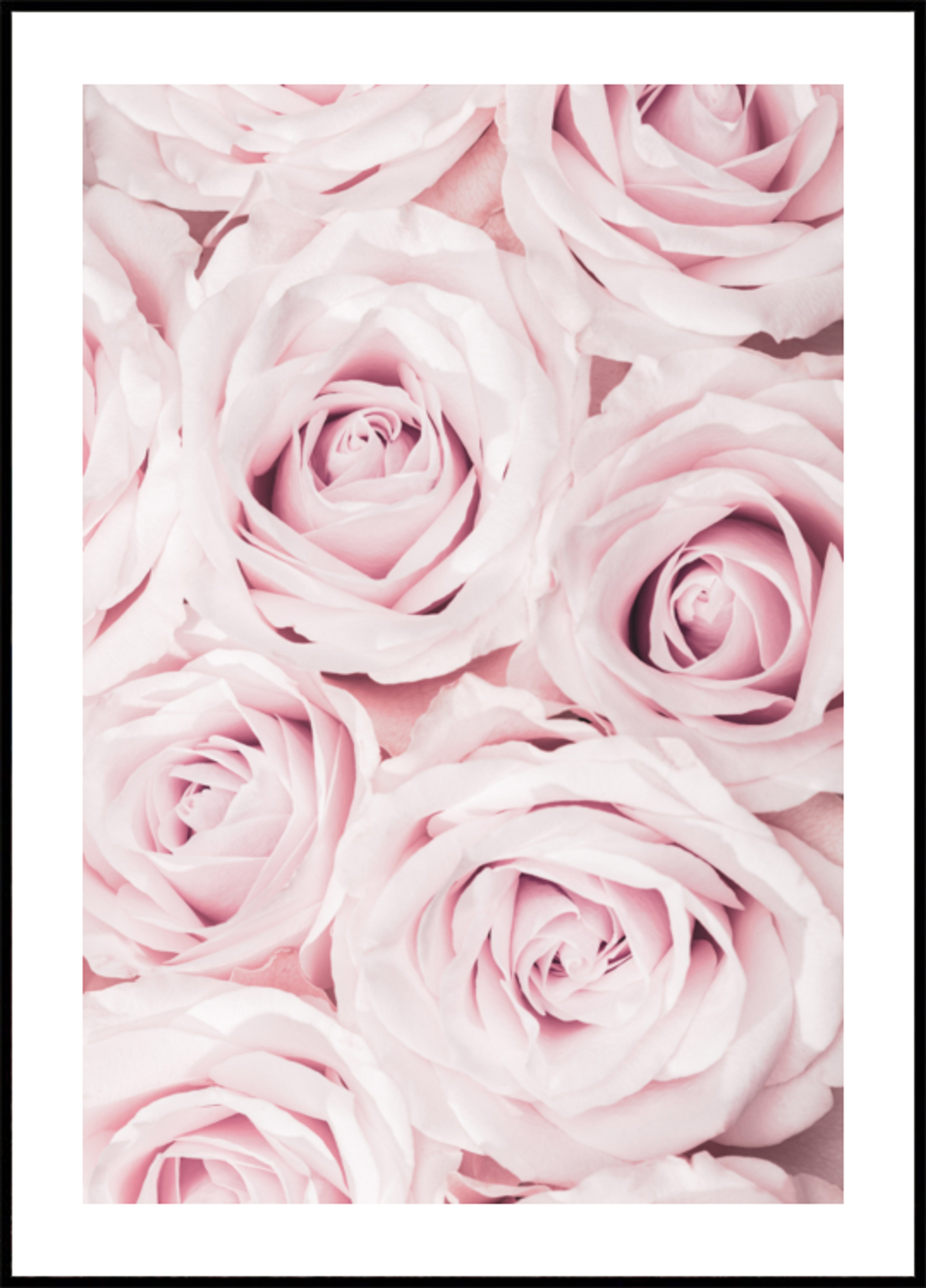 Roses rose tendre