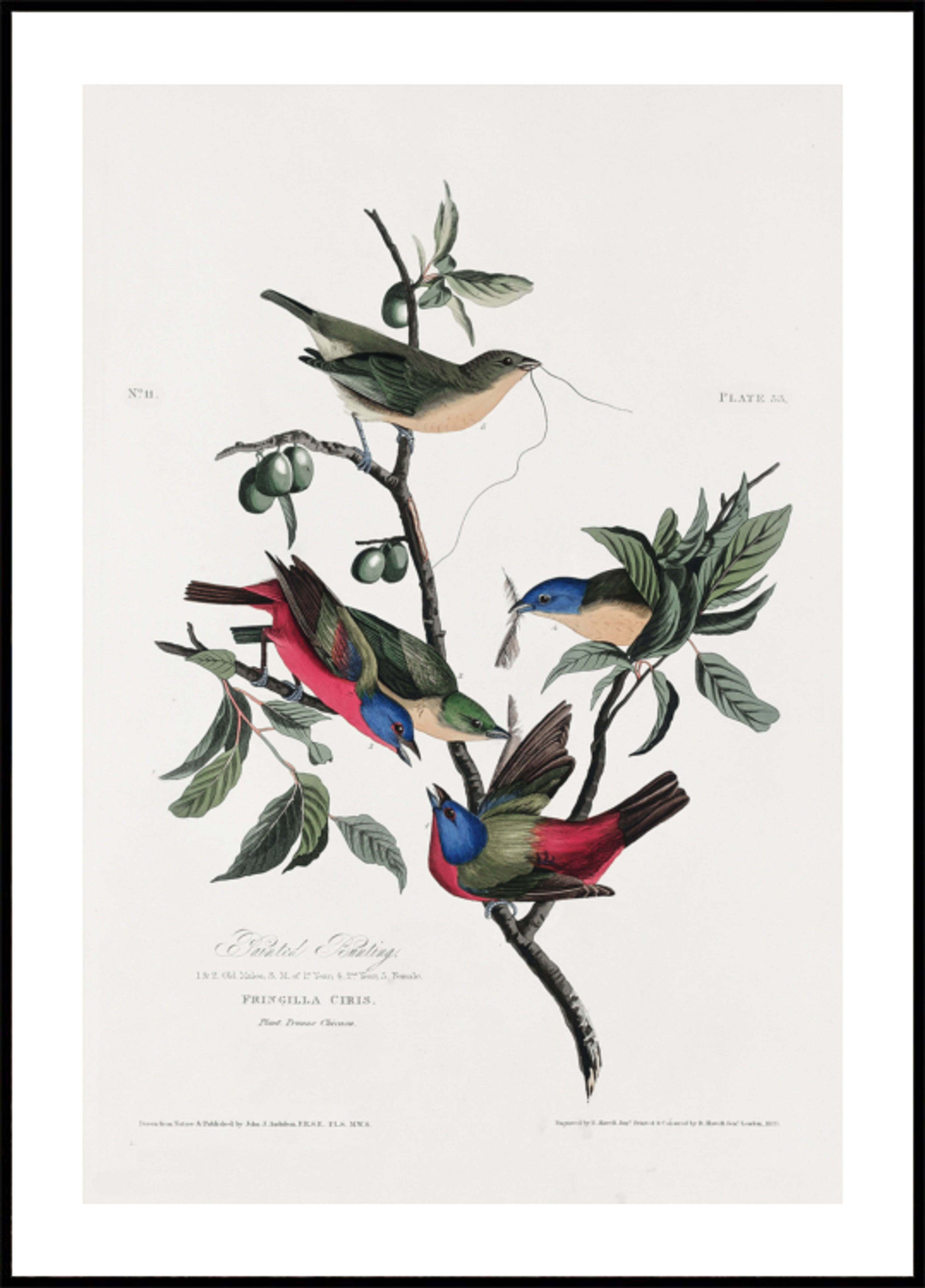 Pinson peint d'oiseaux d'Amérique (1827)