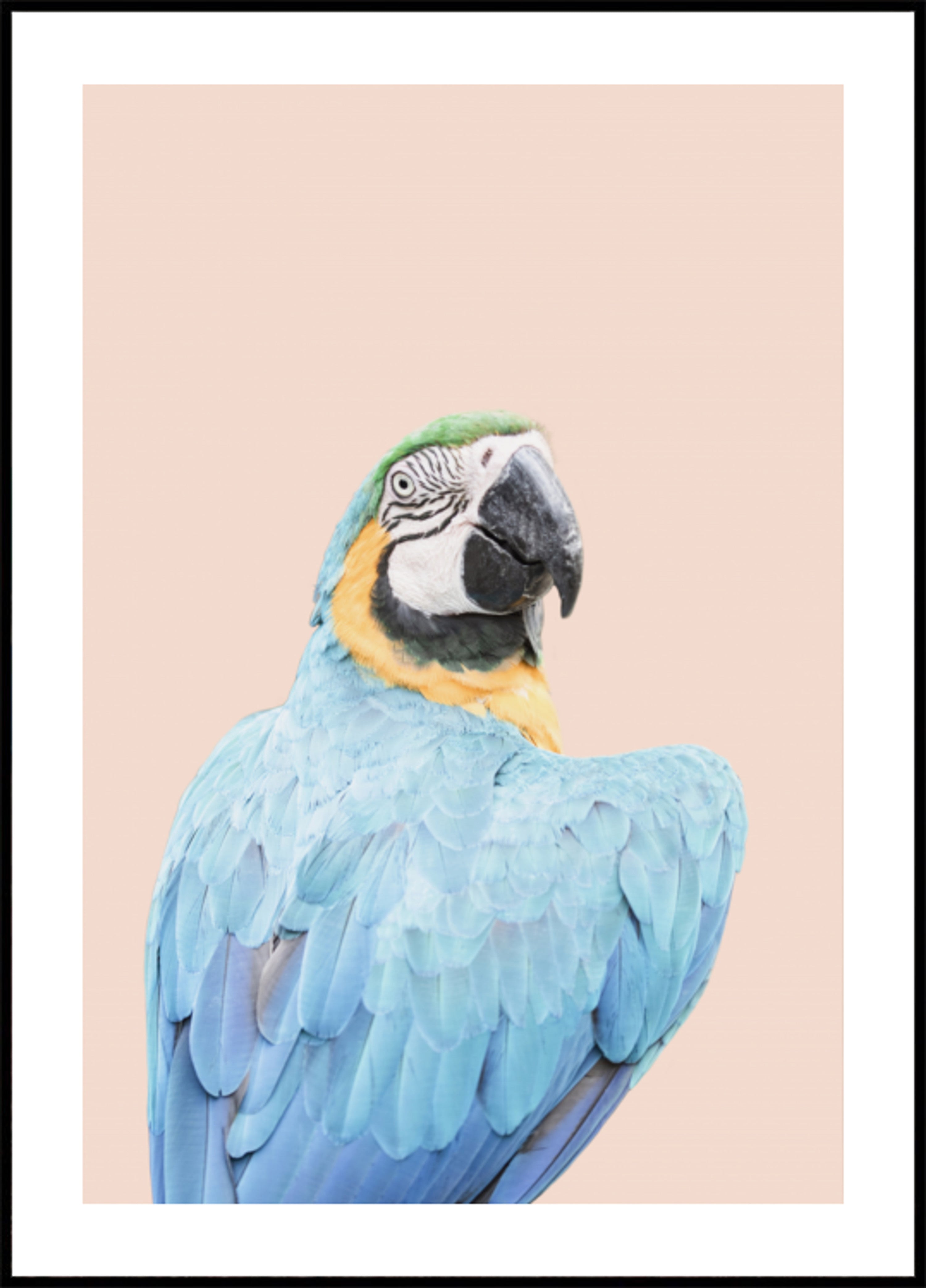 Ara bleu