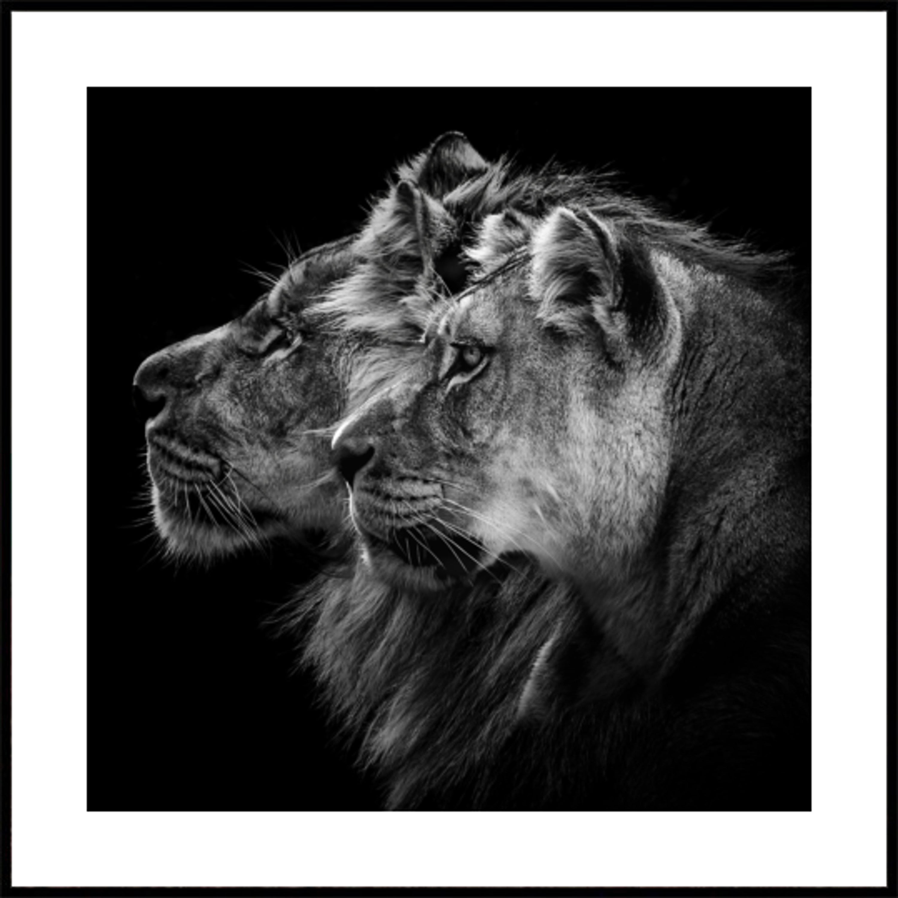 Paire de Lions royaux